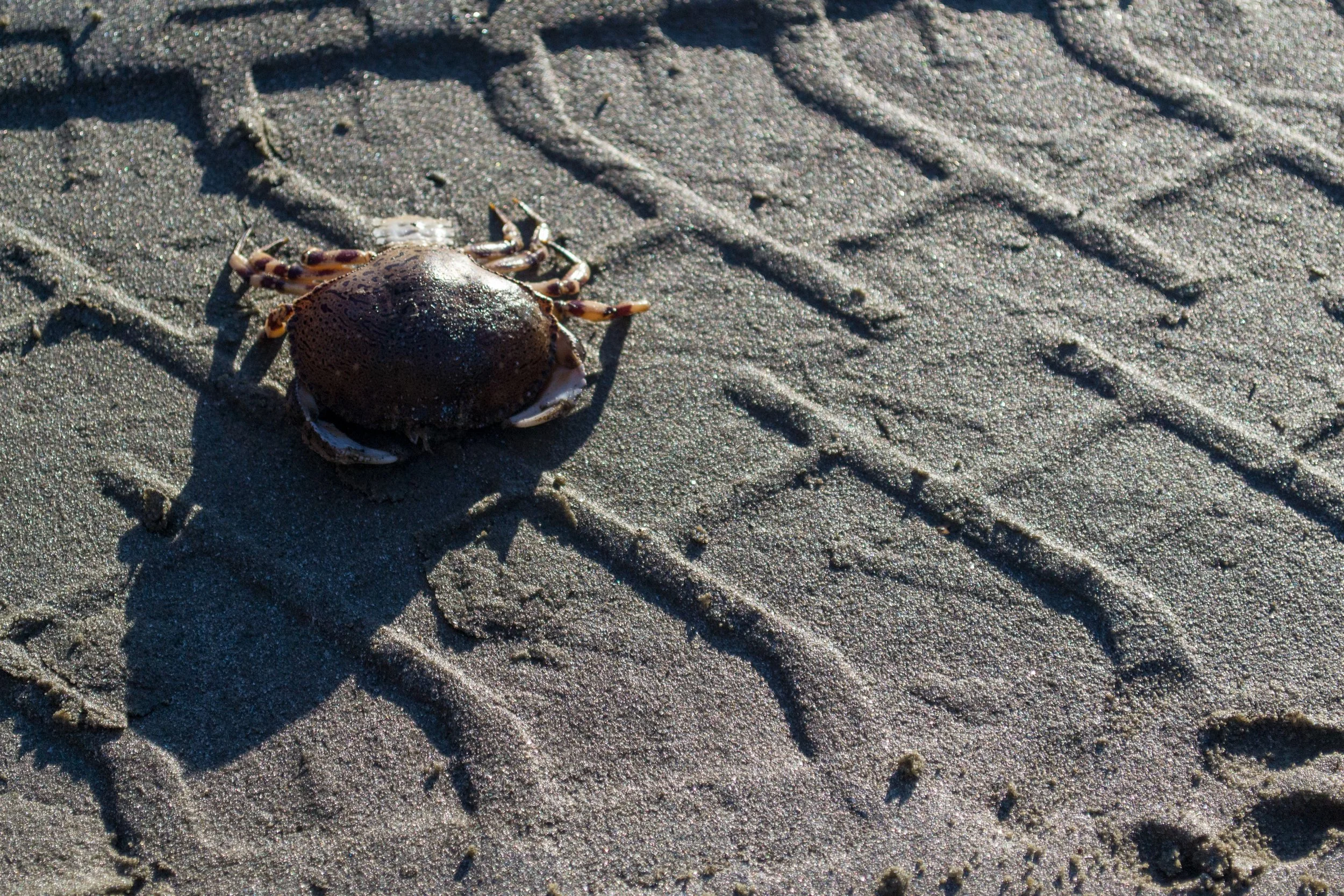 Caranguejo andando na areia da praia.