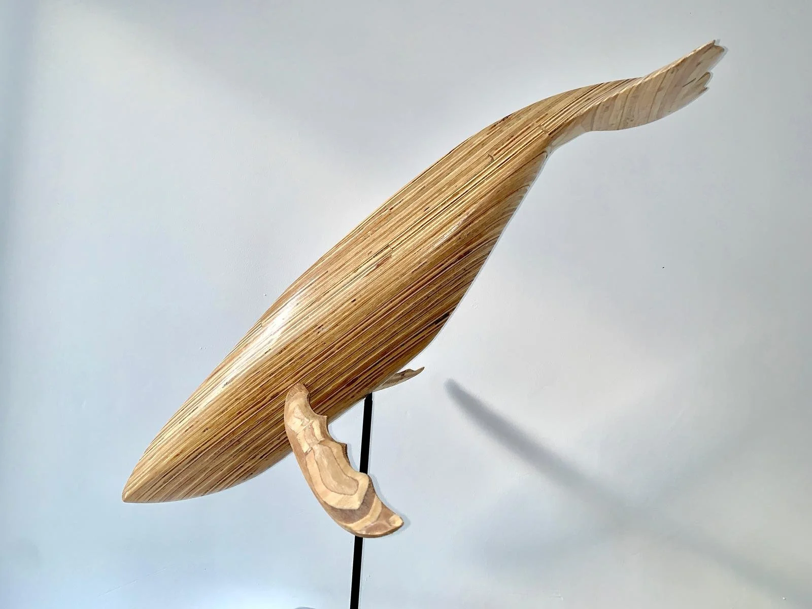 Humpback Whale