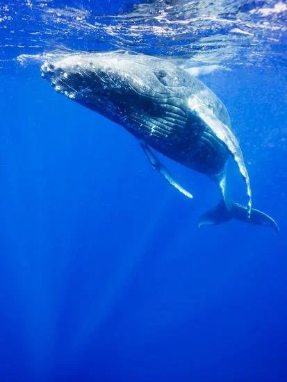 paul-souders-underwater-view-of-humpback-whale-resting-at-surface_u-l-pzl9hv0.jpg