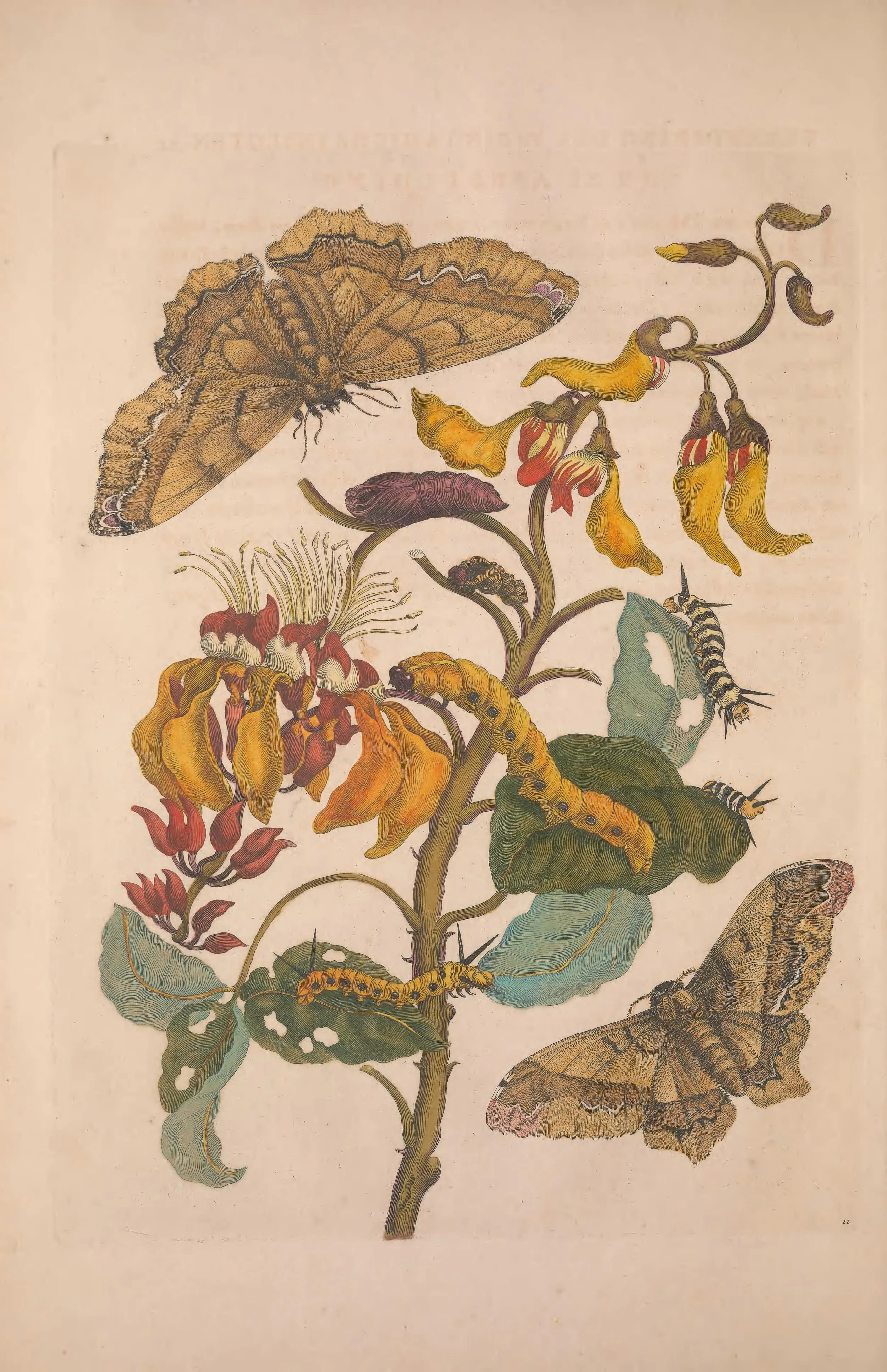 Illustration of caterpillars, butterflies, and flowers.