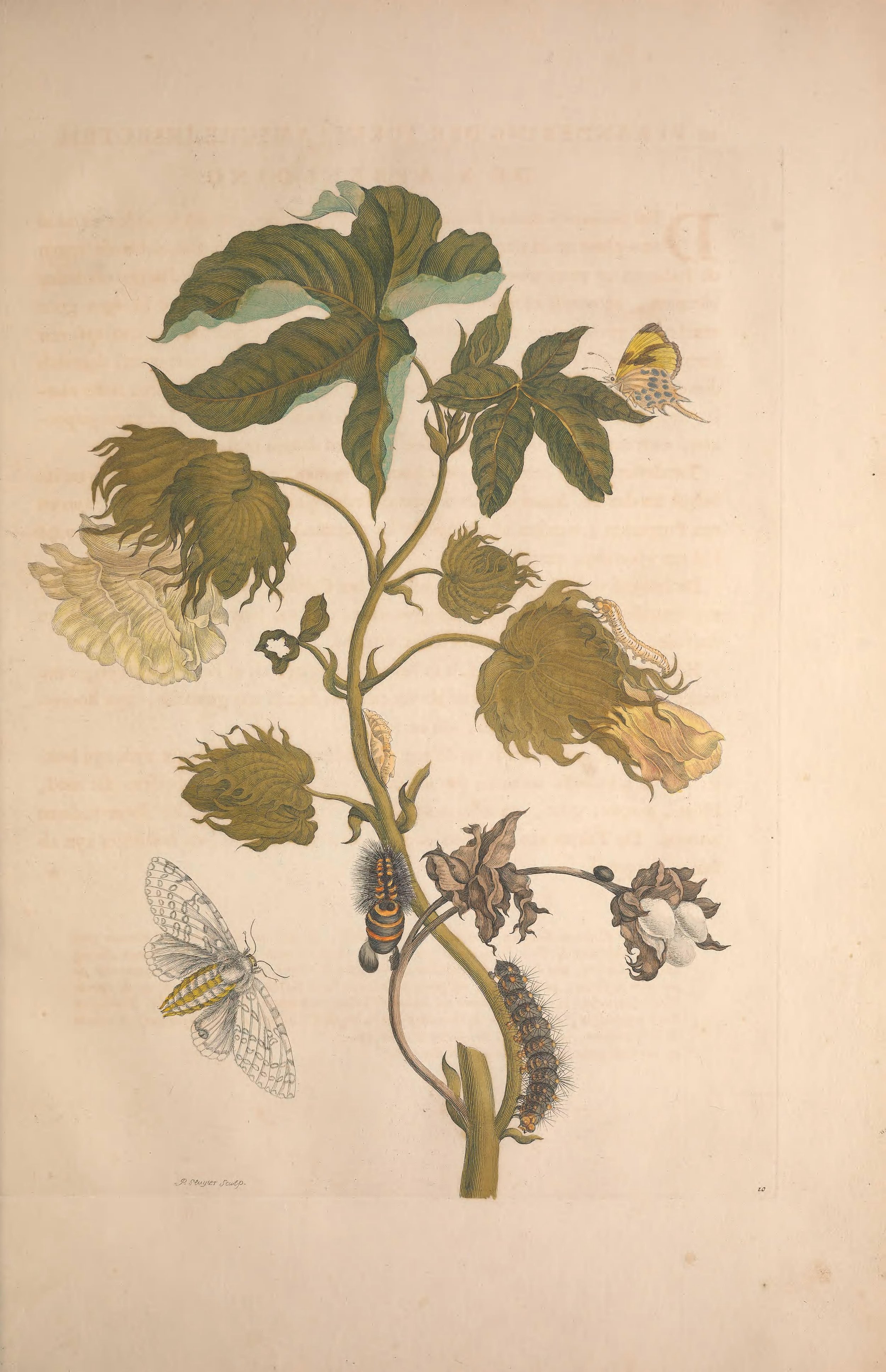 Botanical illustration of a plant with caterpillars, butterflies, and insects around it, showing the life cycle stages.