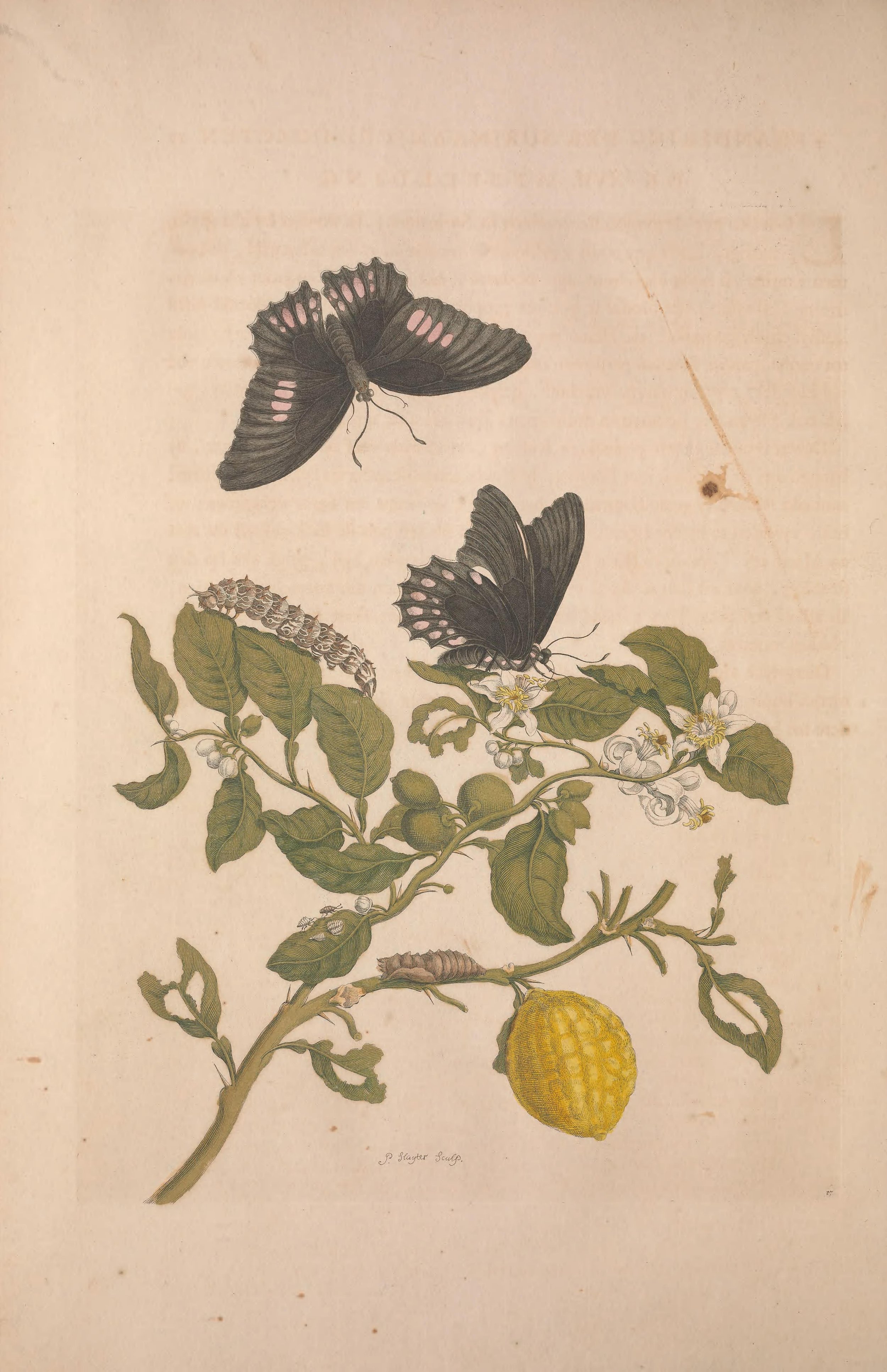 Illustration of butterflies, caterpillars, leaves, flowers, and a citrus fruit on a branch.
