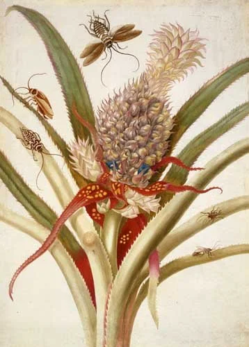 Illustration of a pineapple plant with insects, including a chameleon, bees, and ants.