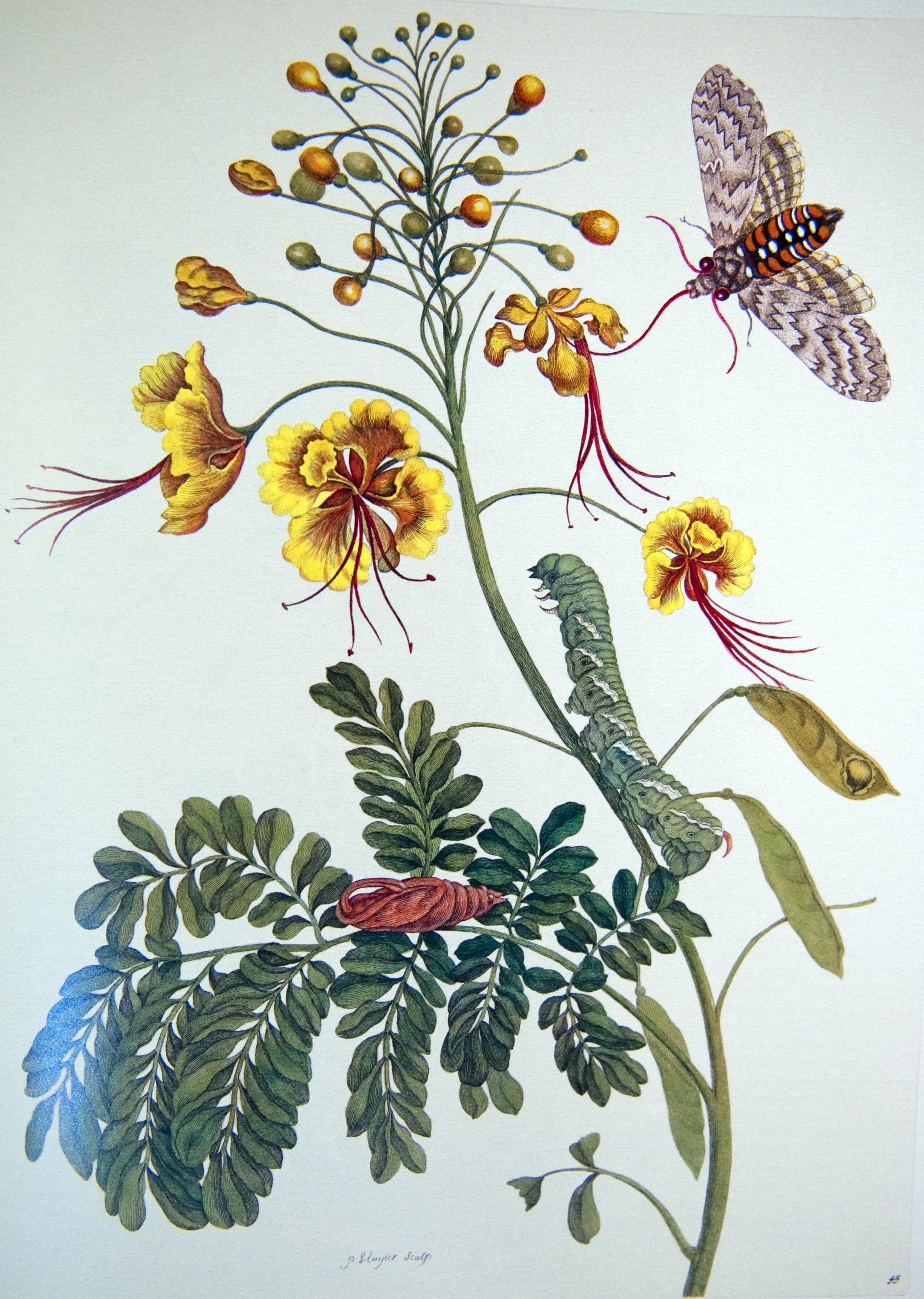 A detailed botanical illustration of a plant with yellow and orange flowers, green leaves, and various insects including a butterfly, caterpillars, and other larva, set against a light background.