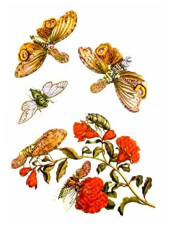 Illustration of butterflies, a bee, and a flower with orange blooms.