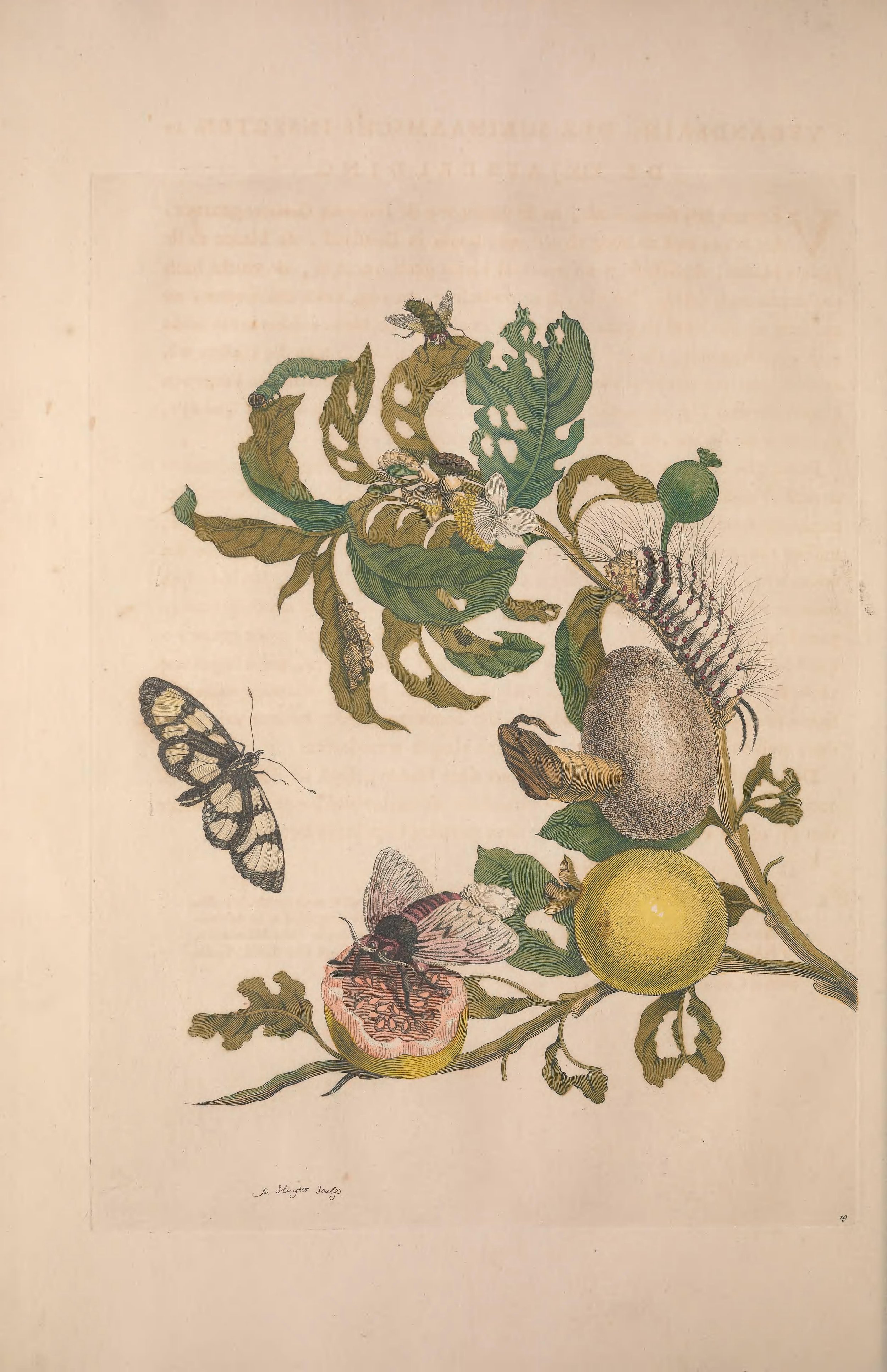 Illustration of various insects, including a caterpillar, butterfly, moth, and a larva on a plant with fruits and leaves.