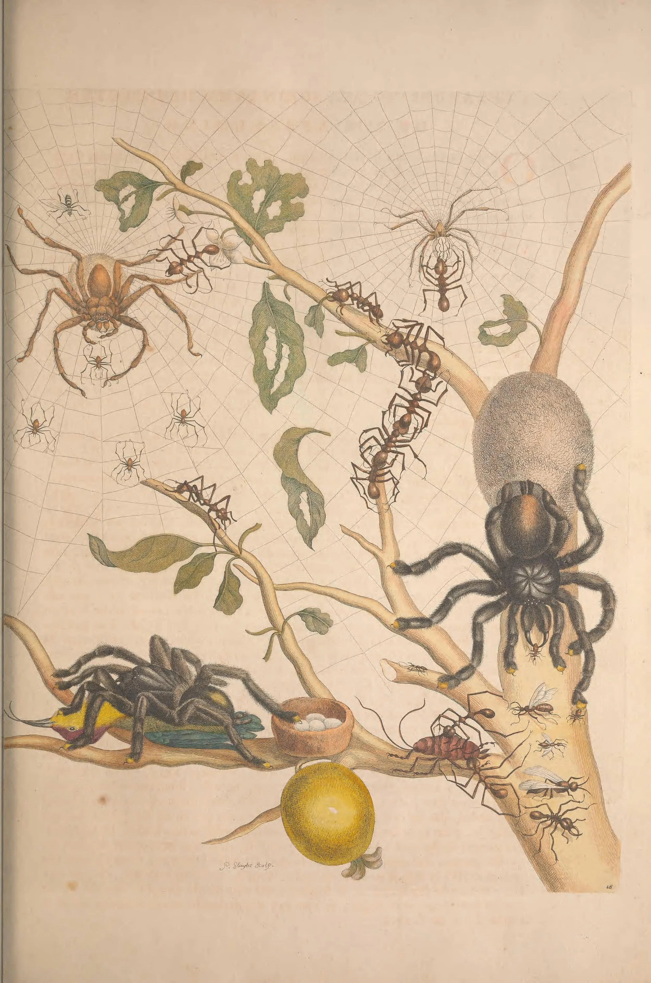Illustration of a spider and various insects on a tree branch, with a spider web and a yellow fruit.