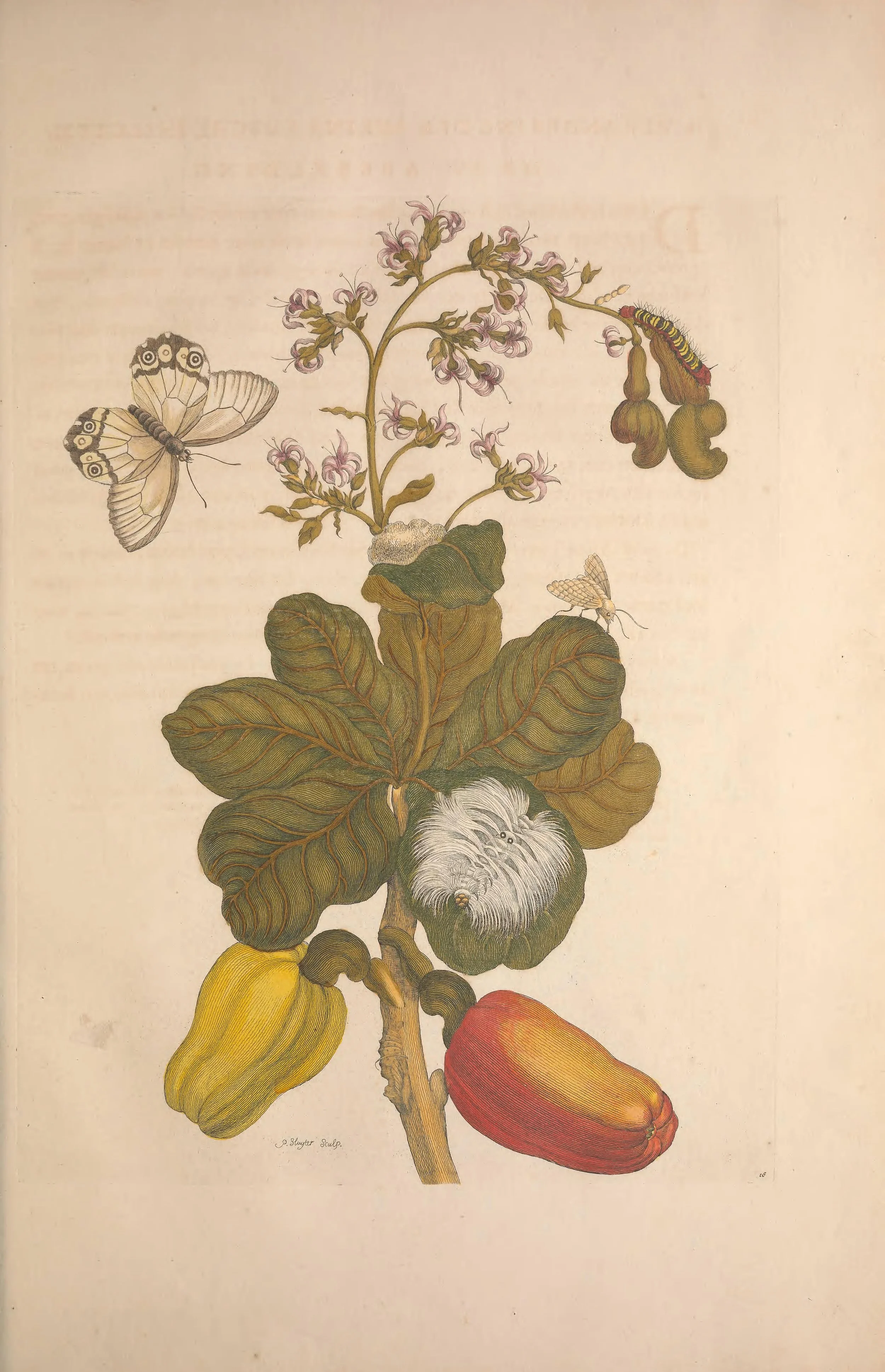A botanical illustration of a plant with green leaves, pink flowers, and two large, shiny fruit, one yellow and one red. There are also insects, including a butterfly, a moth, and a caterpillar.