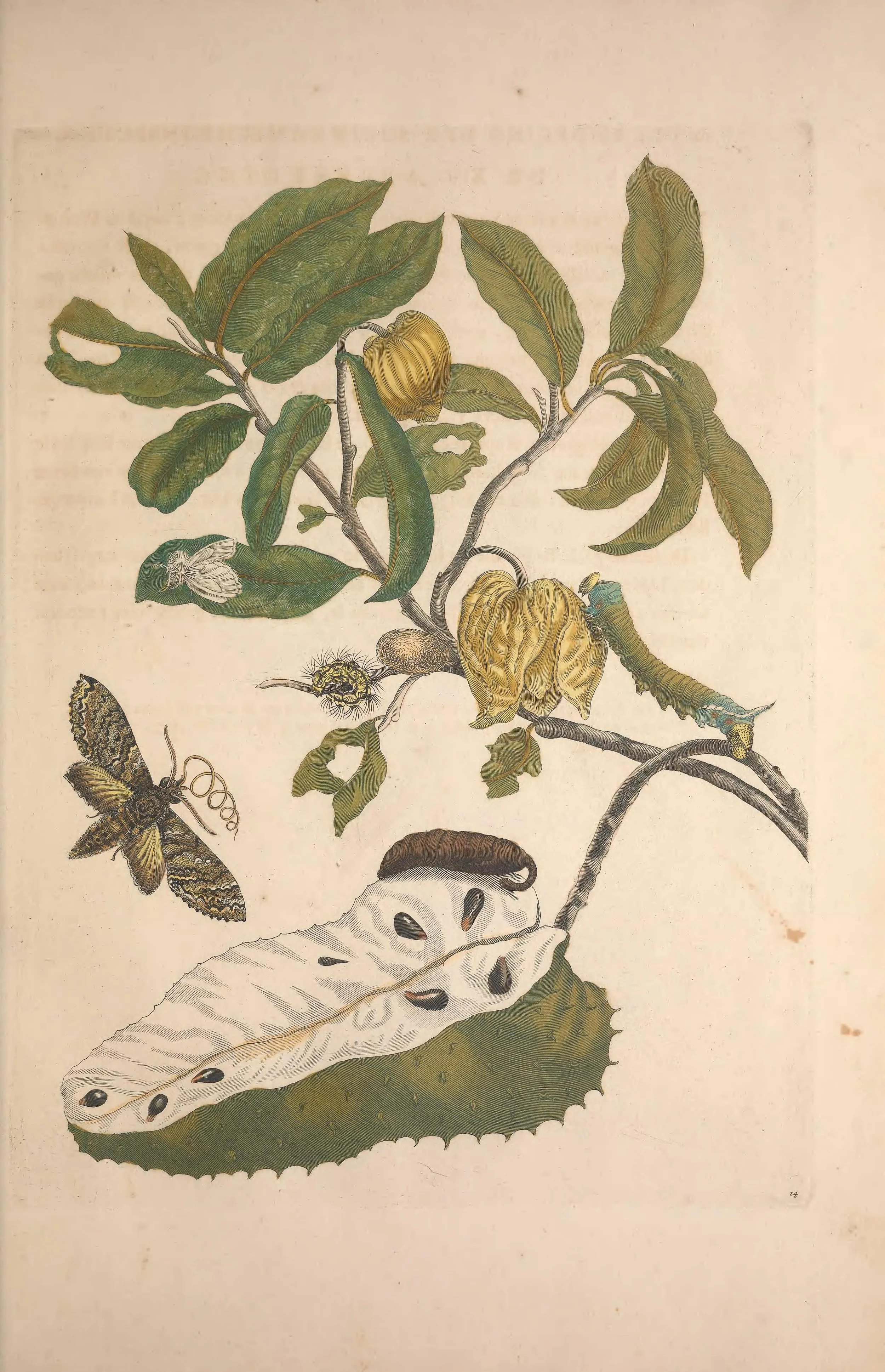 Illustration of a plant with cotton bolls, a caterpillar, a moth, a large white caterpillar, and a small insect.