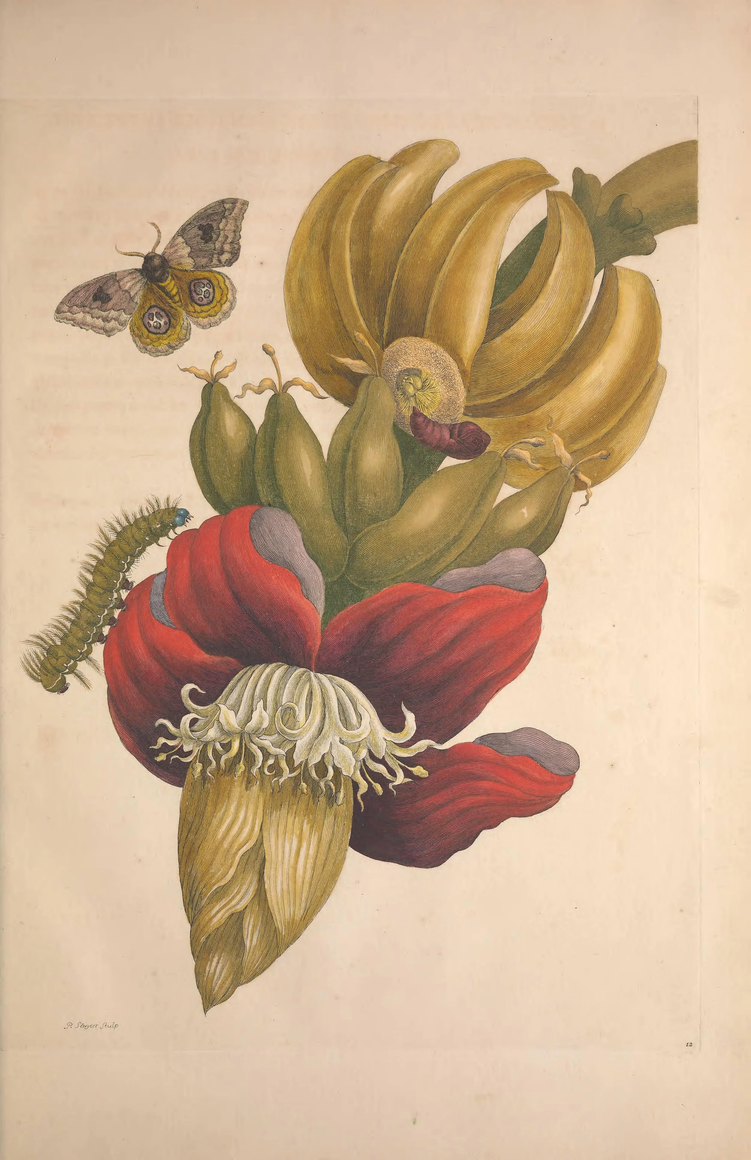 Illustration of a variety of fruits, with some insects including a butterfly, a caterpillar, and a larva.