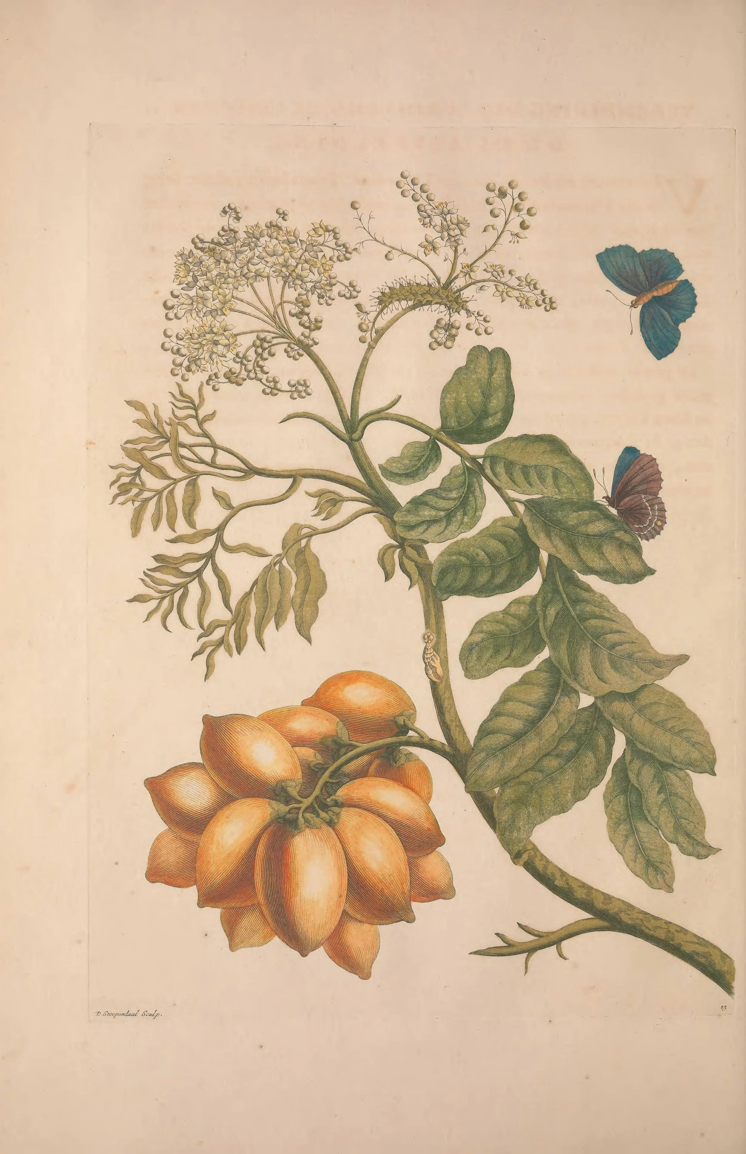 A botanical illustration of a plant with orange fruit, green leaves, and white flowers, accompanied by two blue butterflies and one brown butterfly.