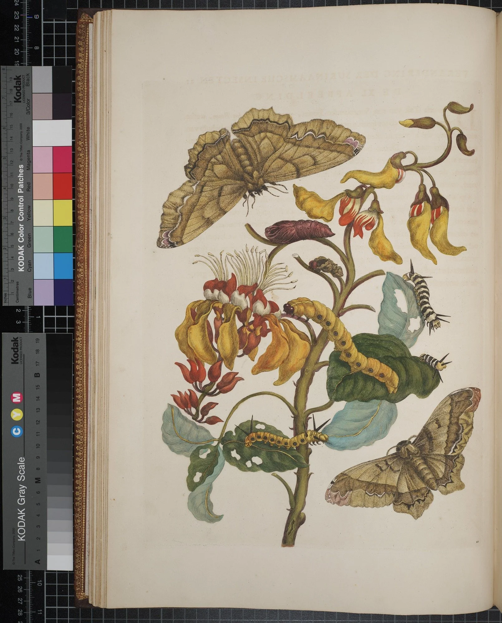 A vintage botanical illustration featuring a butterfly, moths, caterpillars, and various insects on a flowering plant with yellow and red flowers, green leaves, and some damaged leaves.