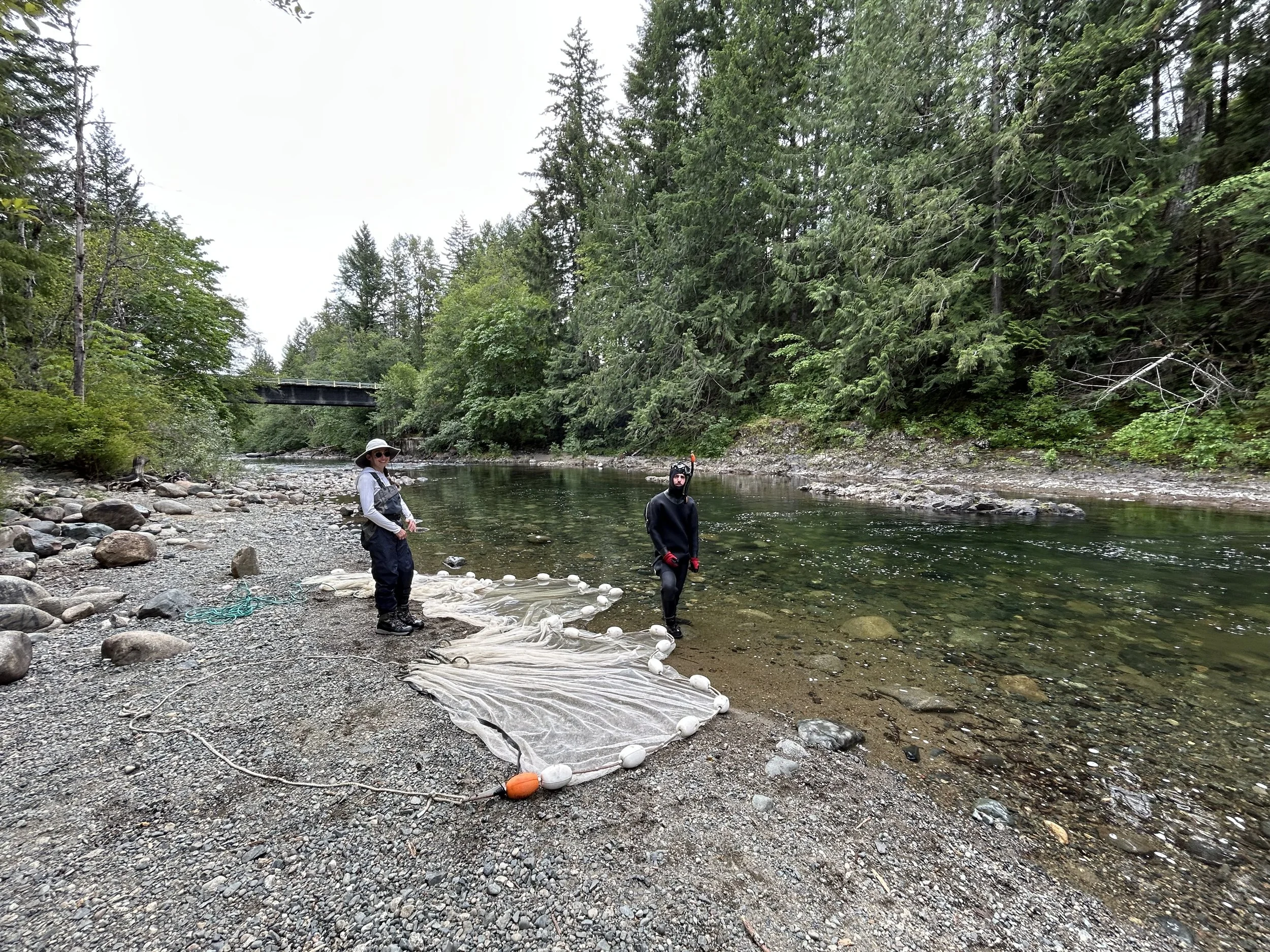 Scientific Briefing: Nanaimo Summer Chinook