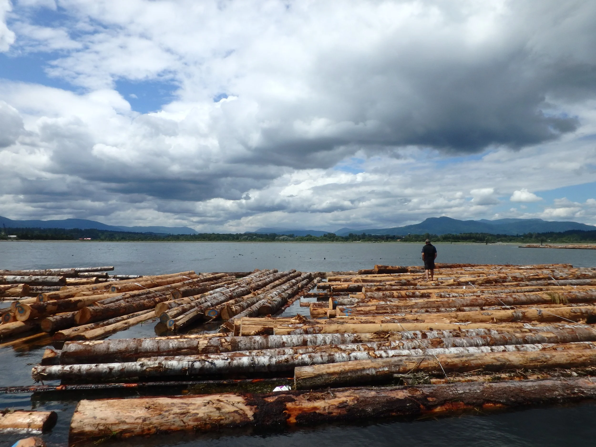 Terminal Survival of Cowichan River Chinook Salmon