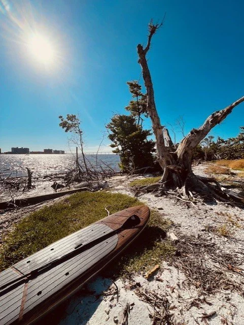 A paddleboard rests on sandy ground near a dead tree and bushes by a body of water, with the sun shining in a clear blue sky.