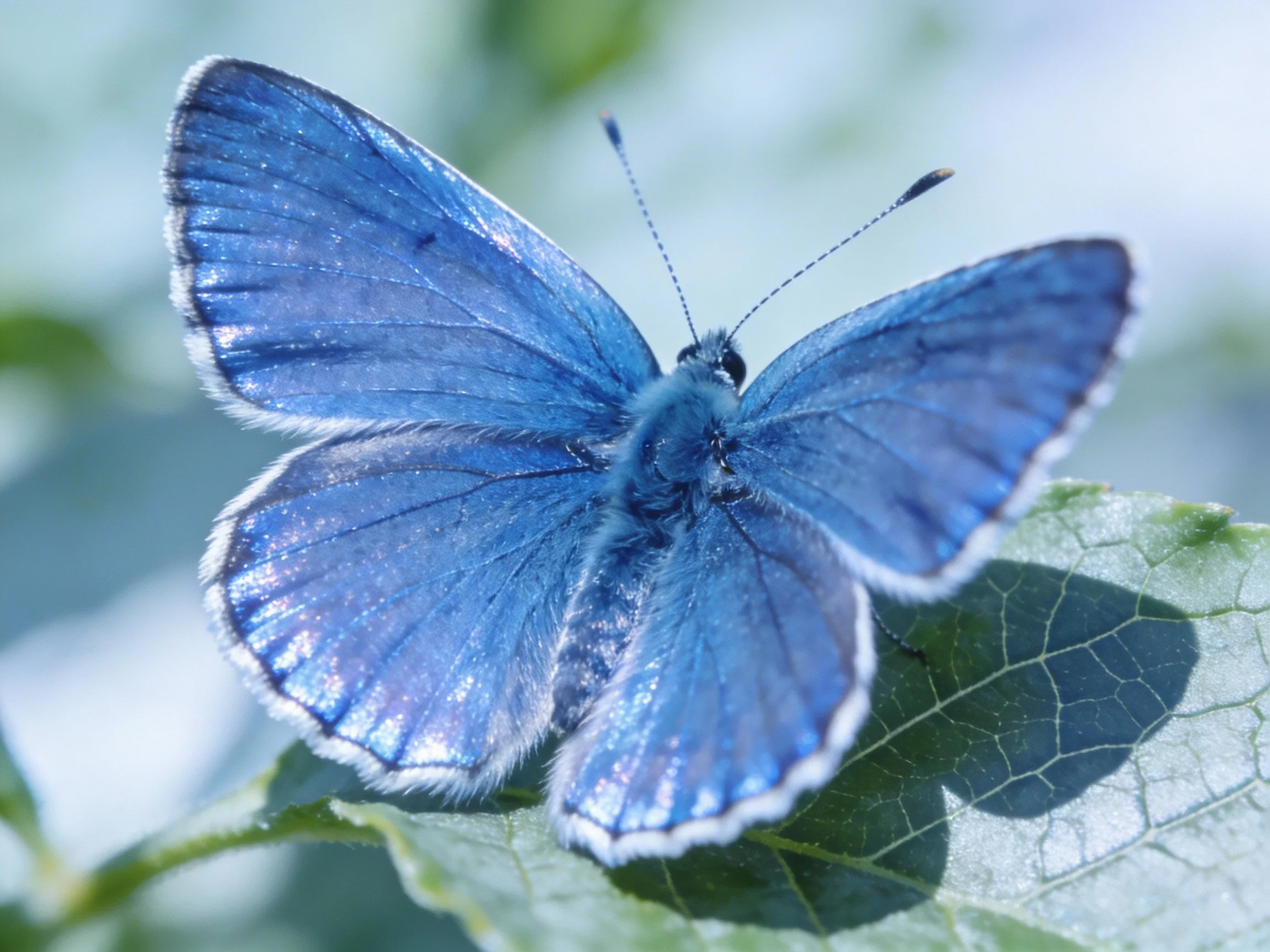 Close-up of a vibrant blue butterfly resting on a green leaf.