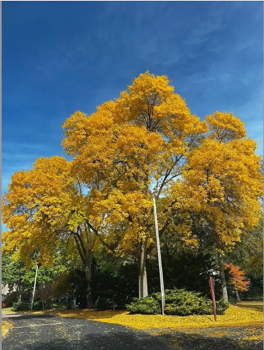 Fall: The Beginning Disguised as an Ending