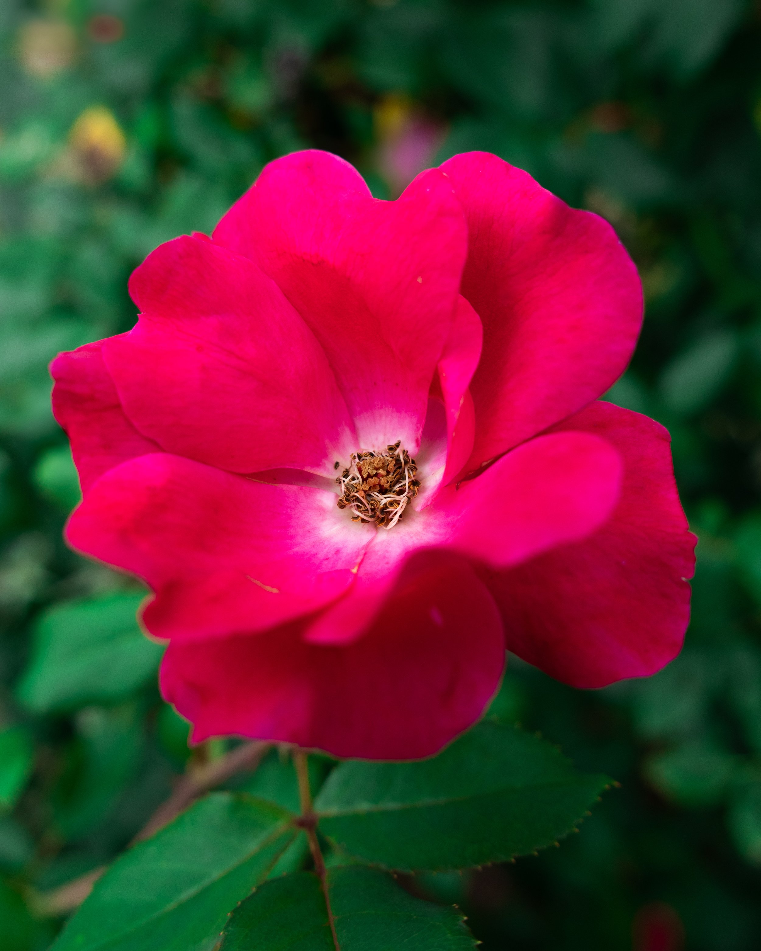 Close-up of a vibrant pink rose flower with some brown stamens at the center, surrounded by green foliage.