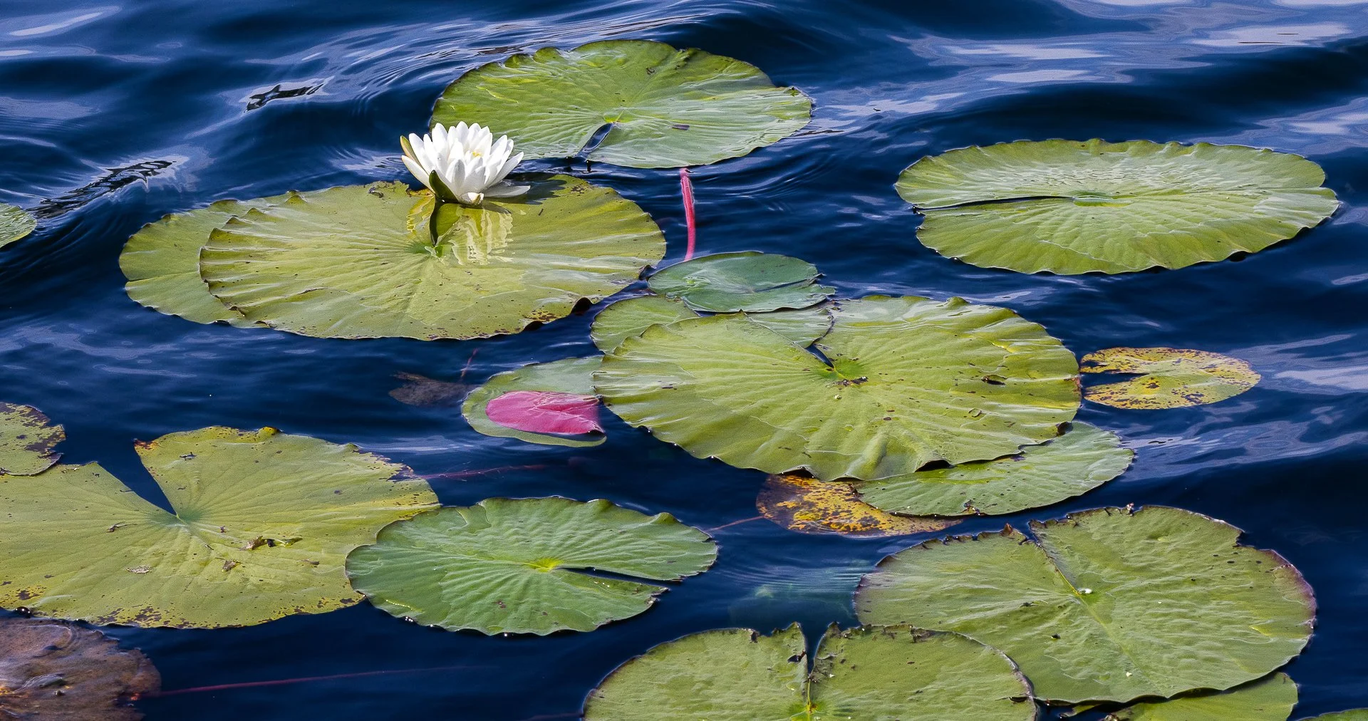 Water lilies with green leaves and white flower on a pond with dark blue water.