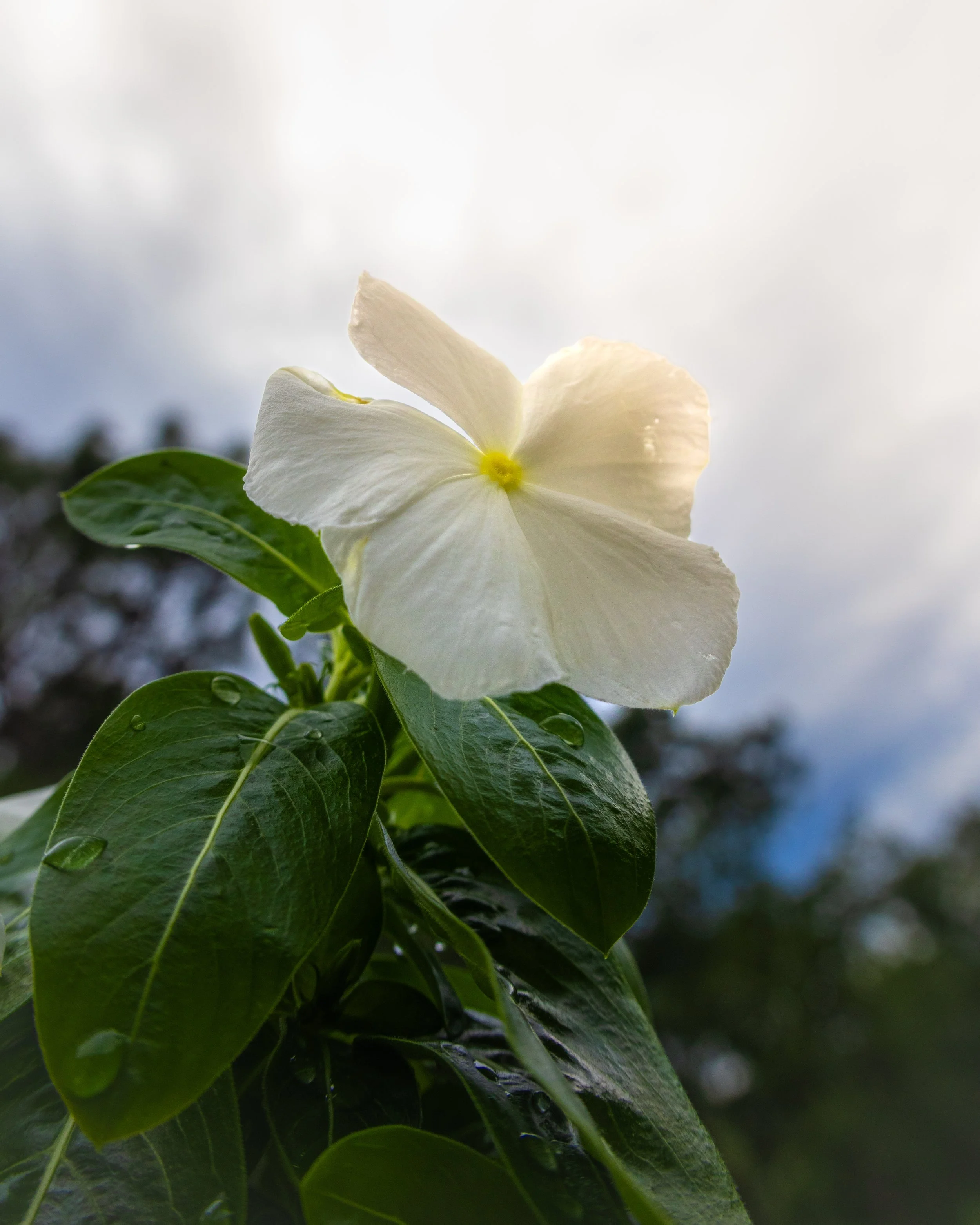A white flower with green leaves against a cloudy sky.