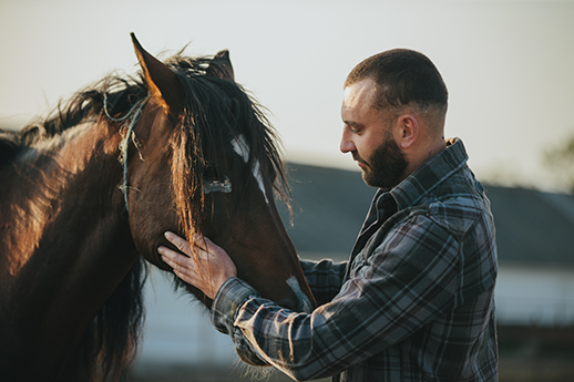 Man gently touching a brown horse's face during daytime