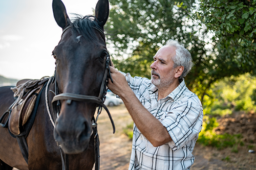An older man in a checkered shirt adjusting the bridle of a black horse outdoors with trees in the background.