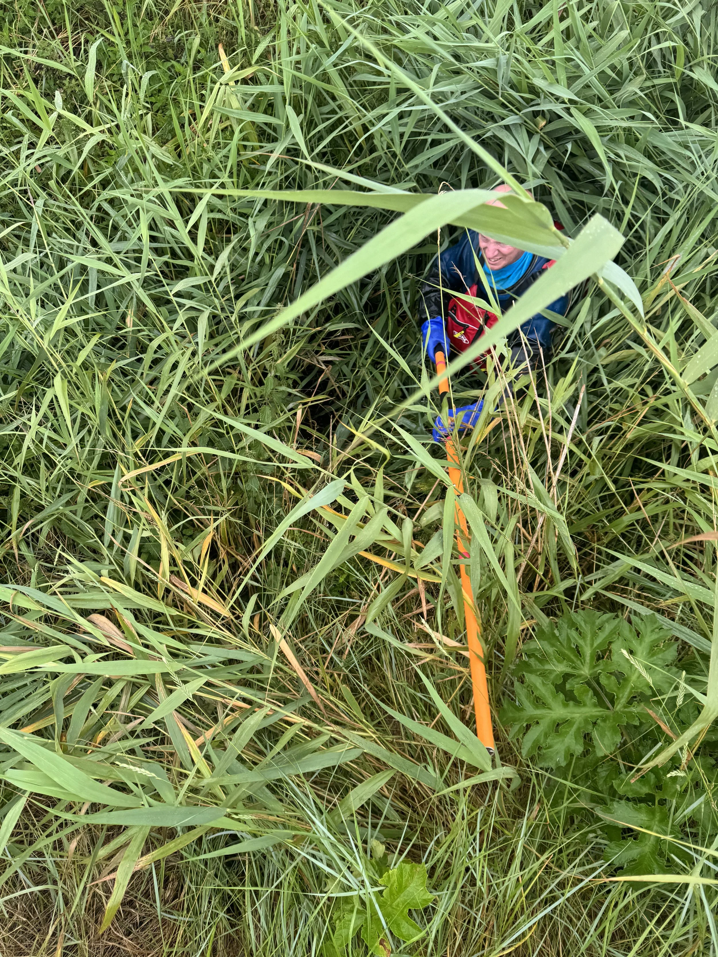 A person wearing a blue and red jacket is climbing out of a dense, tall grassy area using a orange and black walking stick.