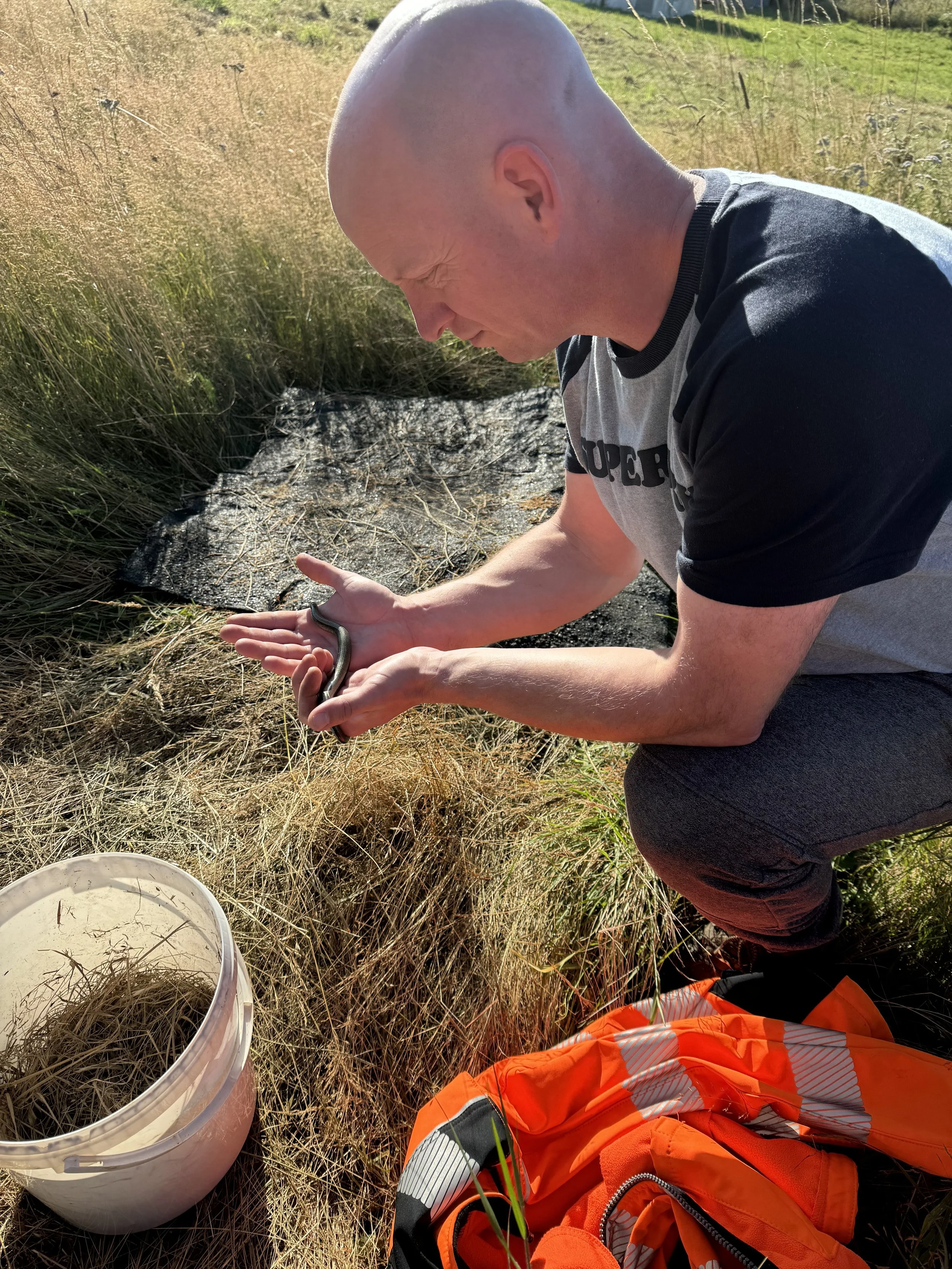 A man holding a small eel outside in a grassy area near a black tarp, orange safety vest, and a white bucket.