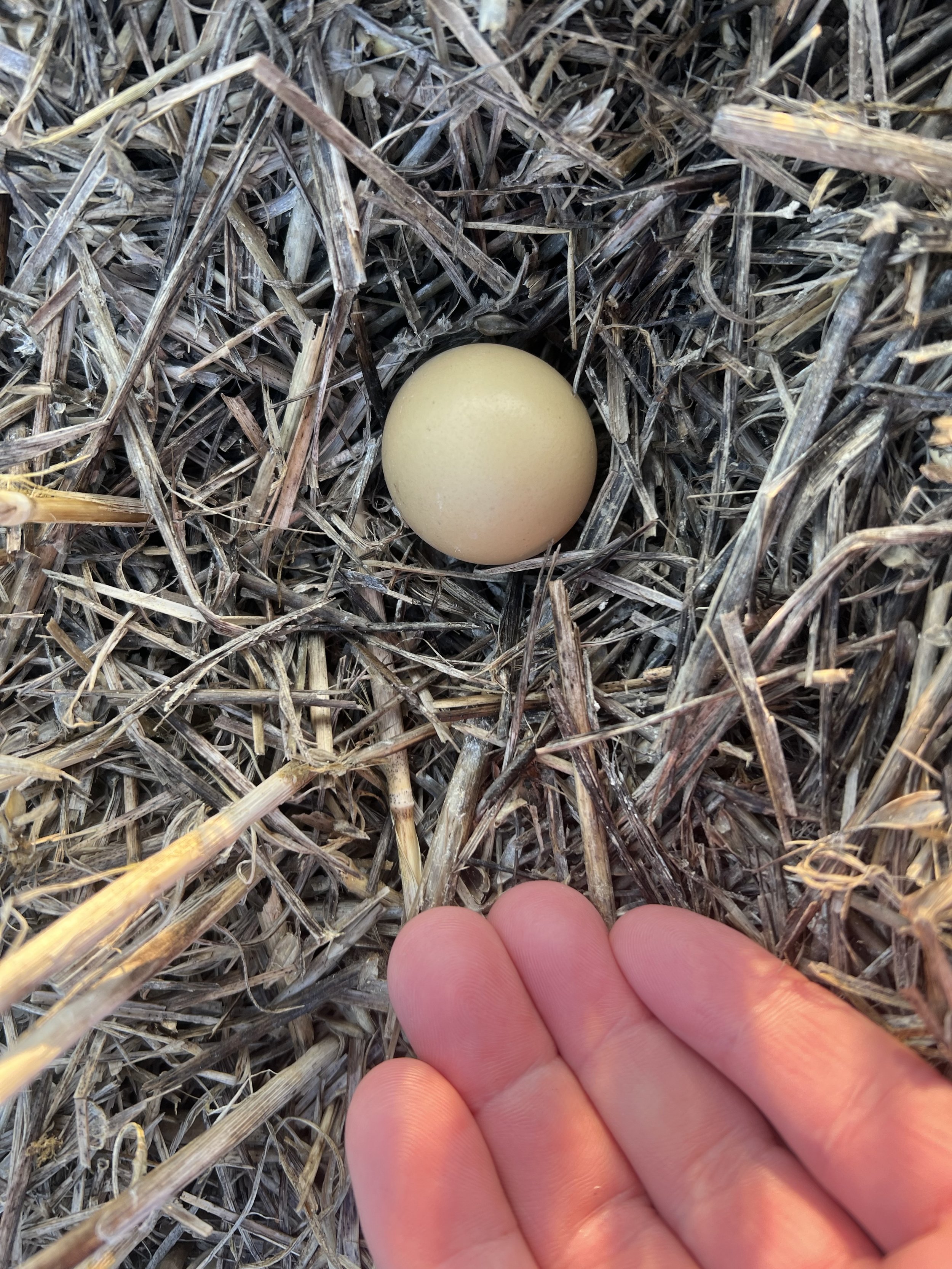 A single egg laying on a bed of straw or dried grass with a hand below, possibly about to pick it up.