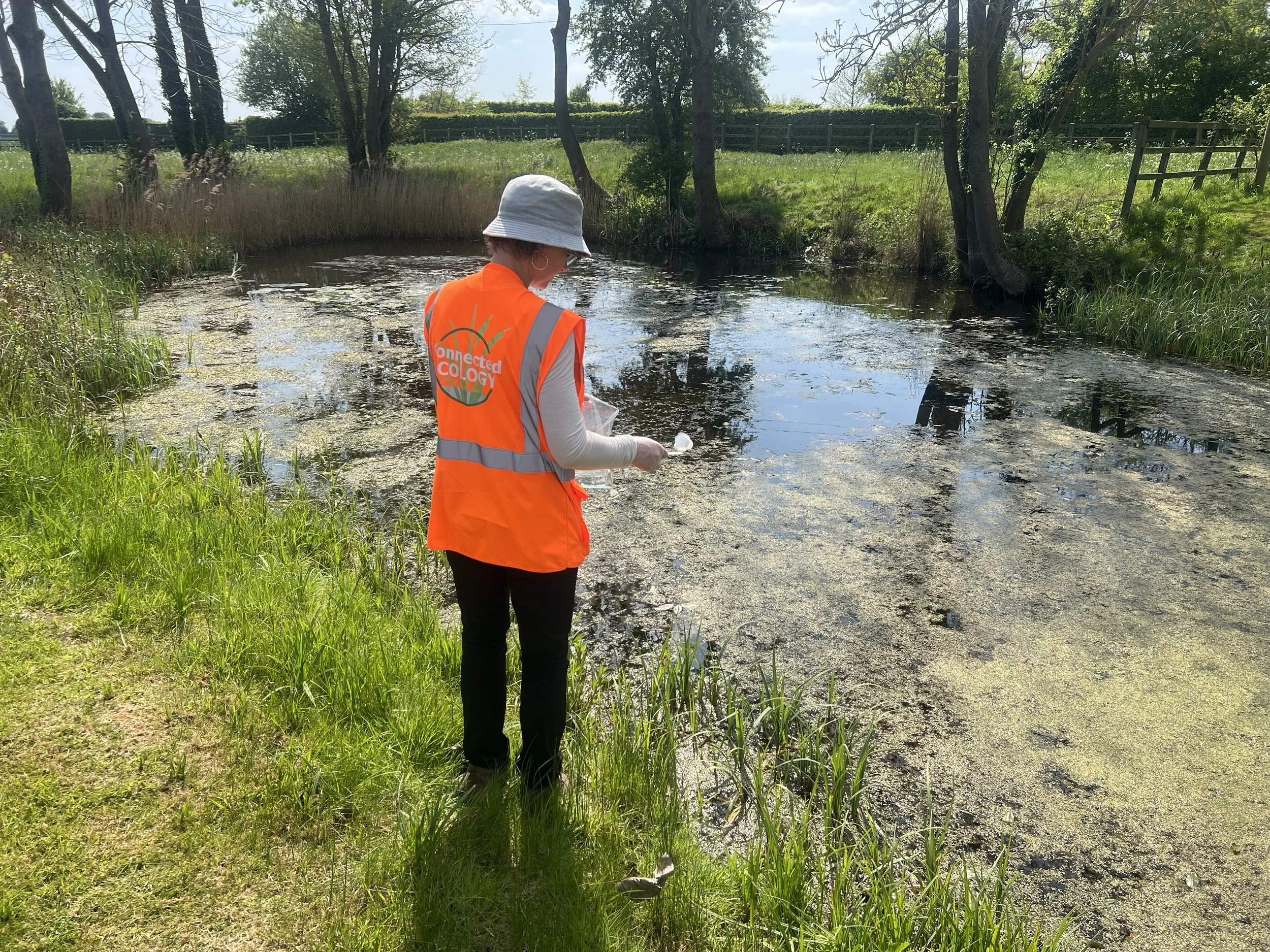 A person wearing an orange safety vest and white hat standing by a pond with algae, holding a small object in their hand.