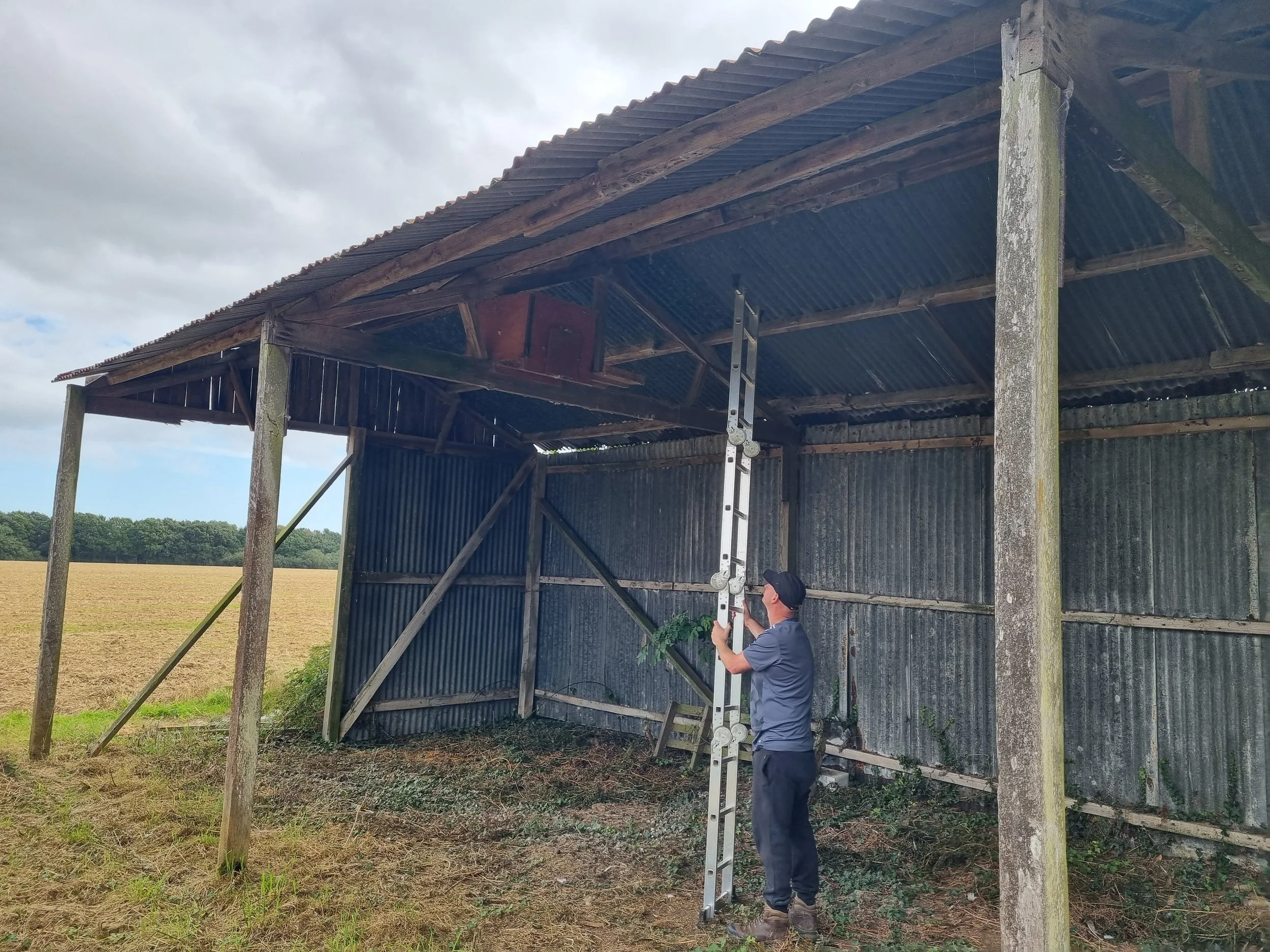 A person standing inside an old, partially open barn with a corrugated metal roof, adjusting a tall telescoping ladder, with fields and trees in the background.