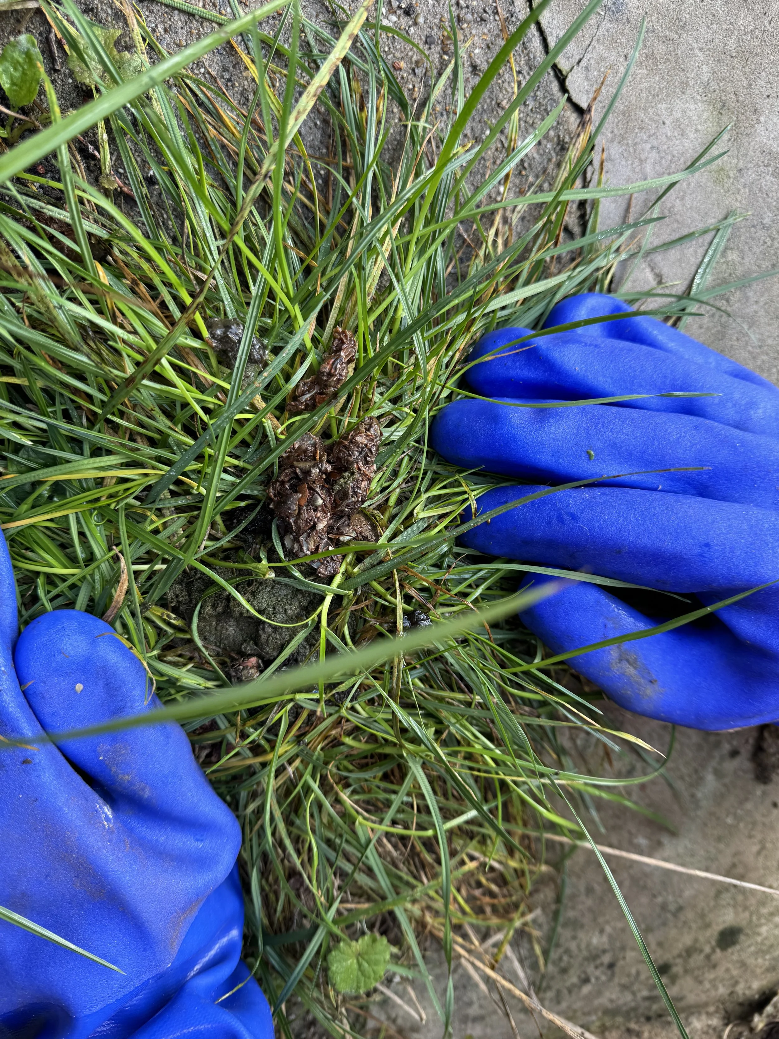 Person wearing blue gloves pulling weeds from grass and soil.