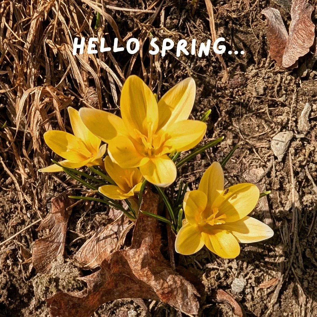 Happy Spring!🌸

I know it's still pretty cold in Vermont but it's been so nice to see most of the snow melted and spring flowers pop up❤️

We just wanted to put up our April schedule 📆

✔ Saturday, April 4th
@bfmvermont 
10am to 1pm

✔Saturday, 18t
