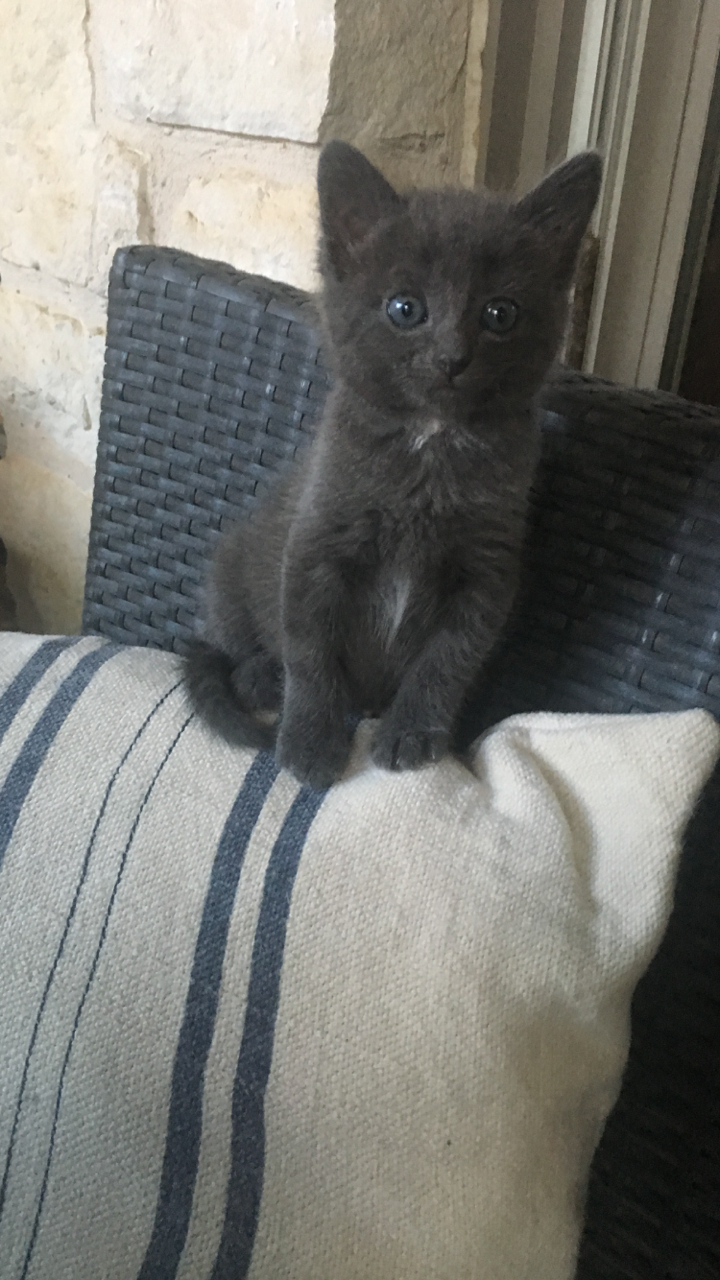 Single Daily Feeding