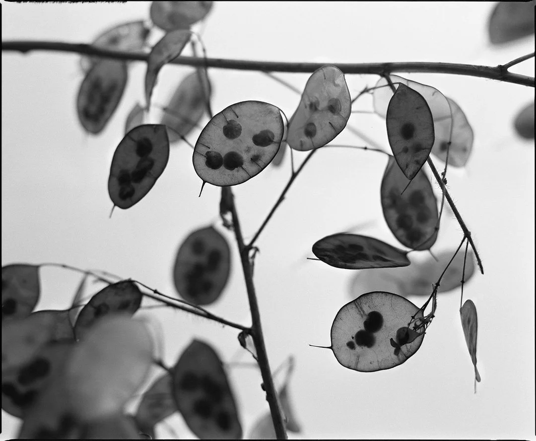 Close-up of thin branches with translucent, round seed pods that have dark spots inside, arranged against a light sky in black and white.