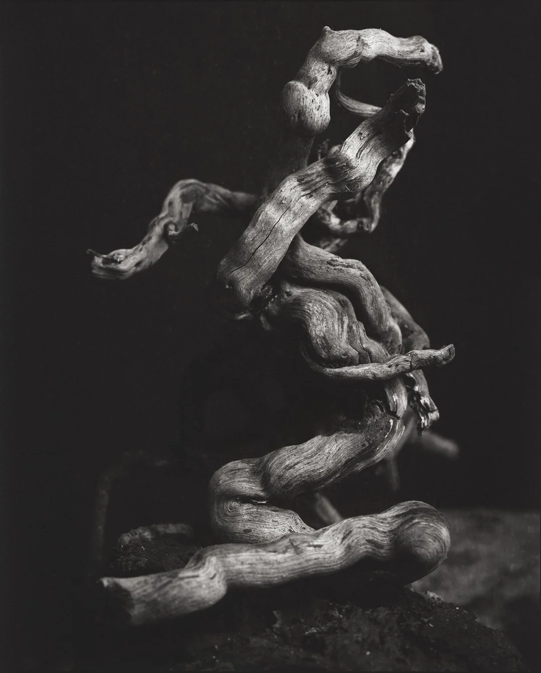 A black and white photograph of twisted, gnarled pieces of driftwood arranged artistically against a dark background.