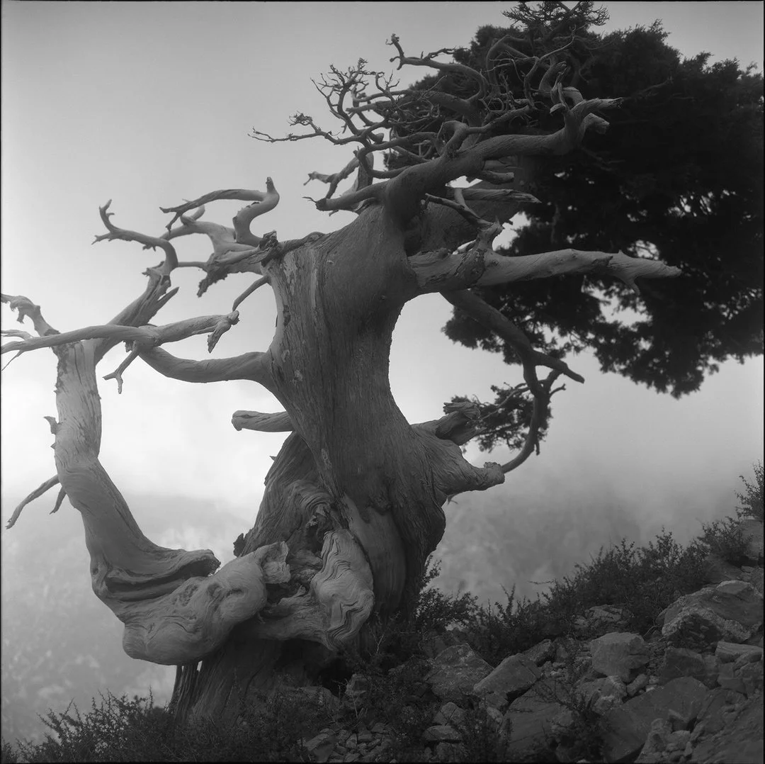 Black and white photo of an ancient, gnarled, leafless tree with twisted branches and a thick trunk, set against a foggy background with some other trees and rocks.