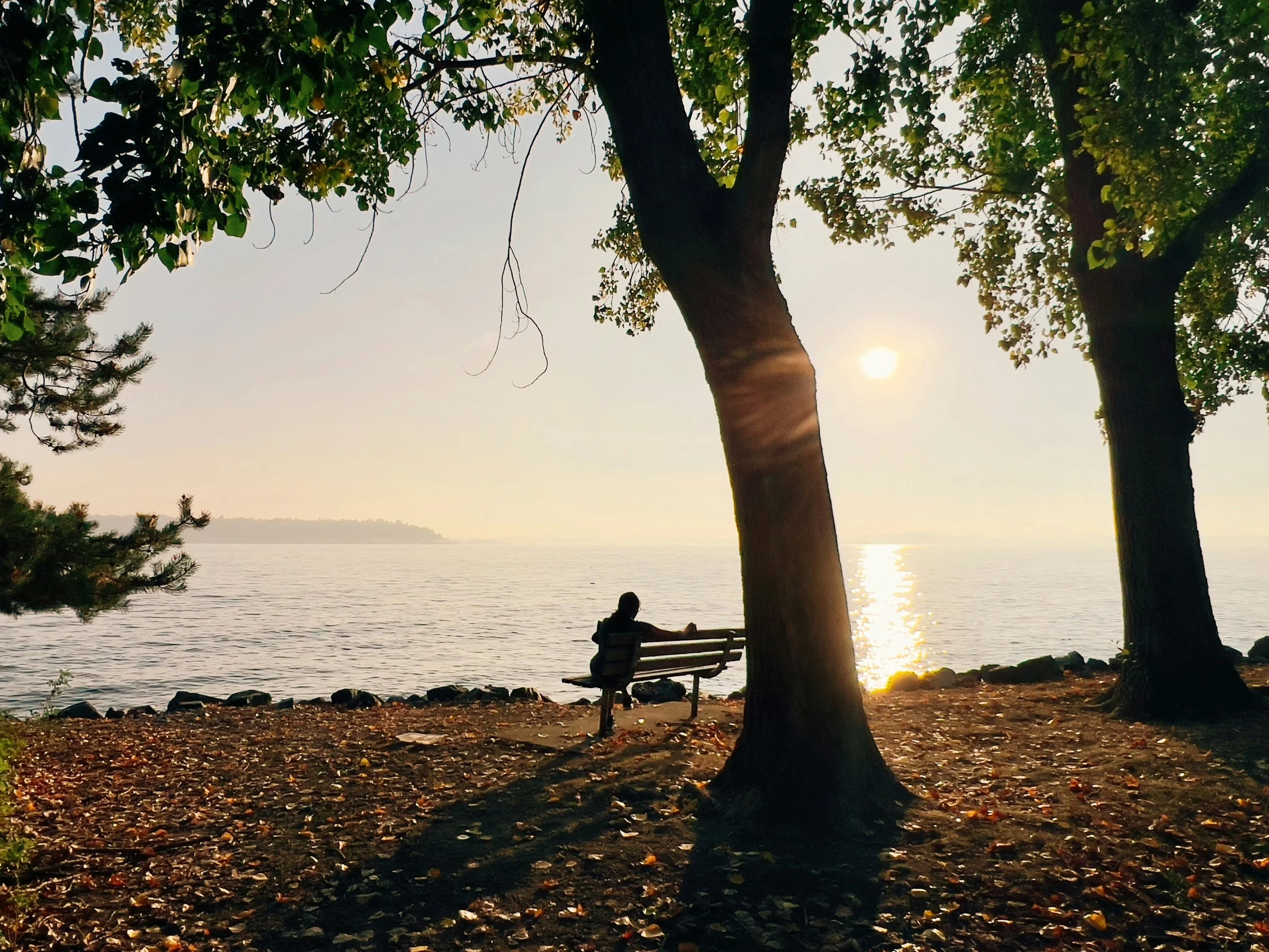 Person sitting on a park bench overlooking the water at sunset, surrounded by trees with fallen leaves.