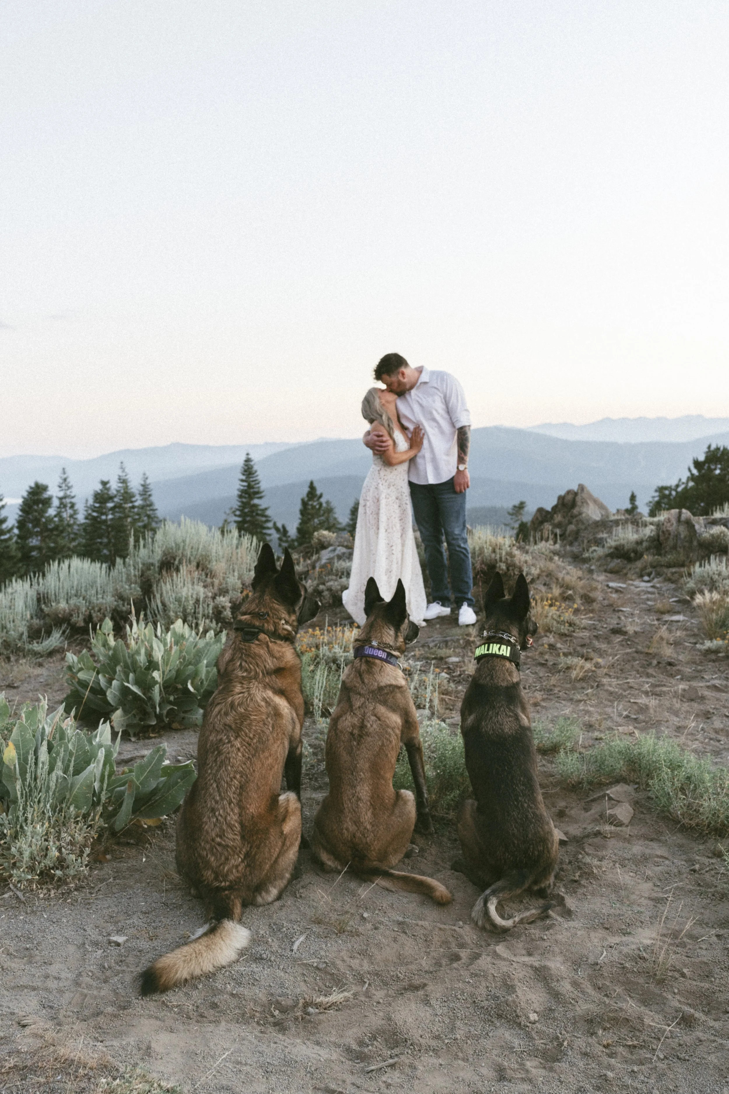A loving couple standing close together on a dirt trail in a mountainous landscape during sunset, with three German Shepherd dogs sitting in front of them.