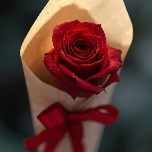 Single Red Rose
