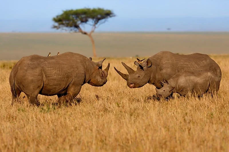 Two rhinoceroses facing each other in a grassy plain with a solitary tree in the background.