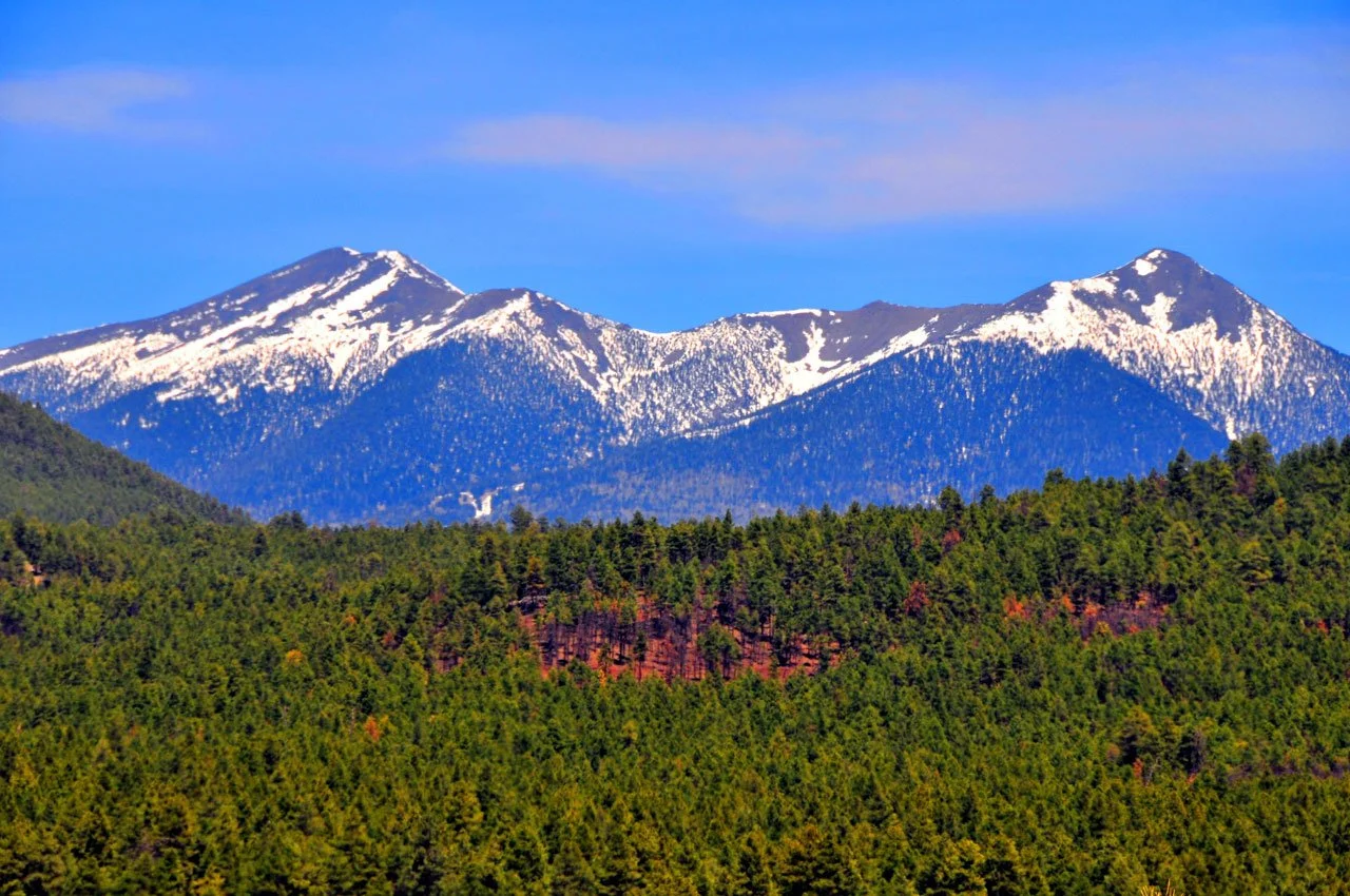 Snow-capped mountains with a forested hillside in the foreground.