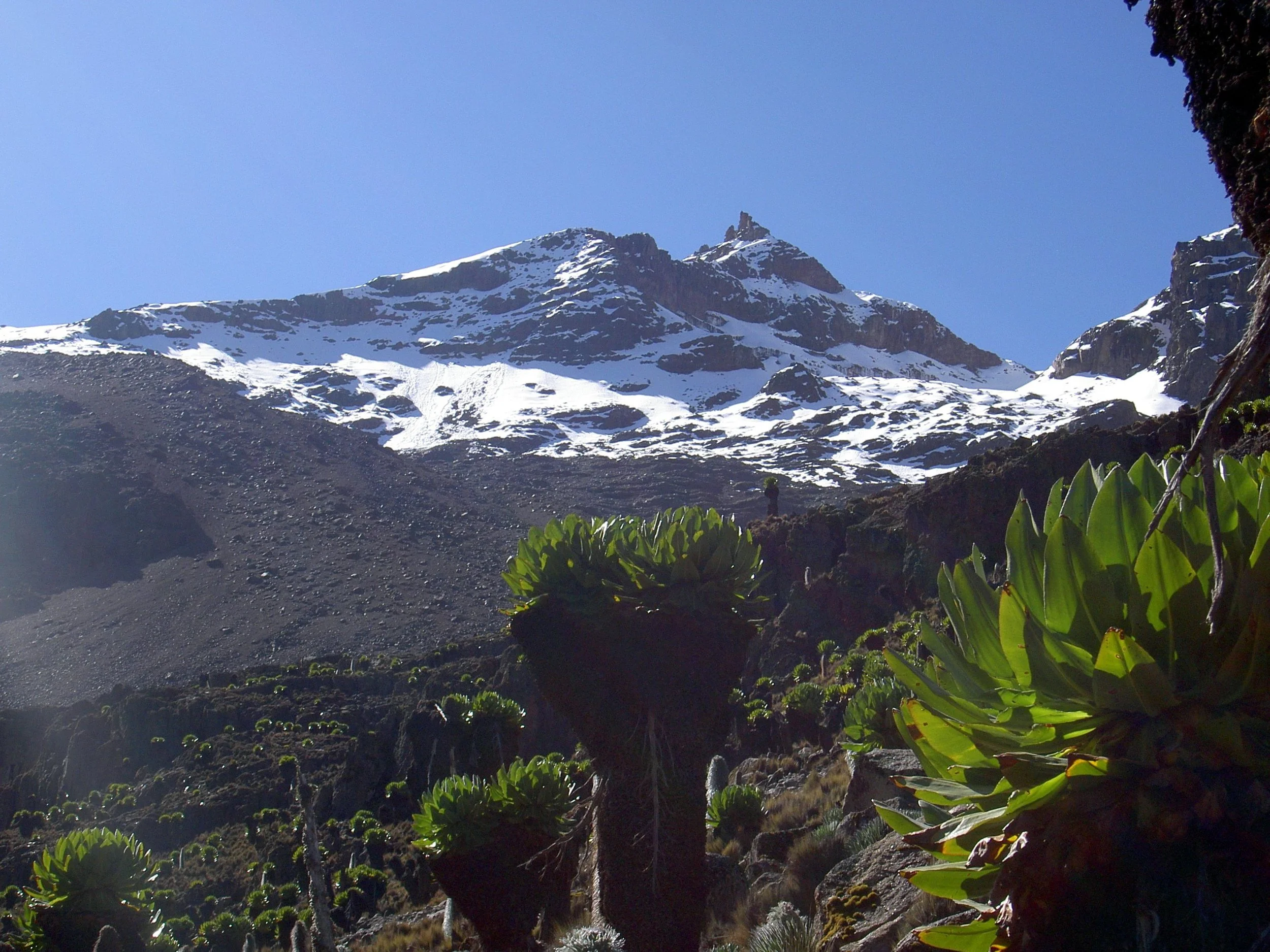 Snow-capped mountain summit with a clear blue sky and green succulent plants in the foreground.