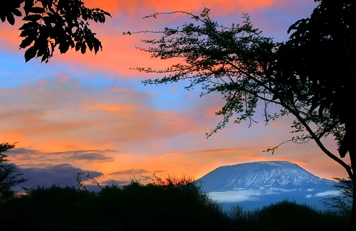 View of a snow-capped mountain, possibly Mount Fuji, seen through silhouetted trees during sunrise or sunset with colorful sky.
