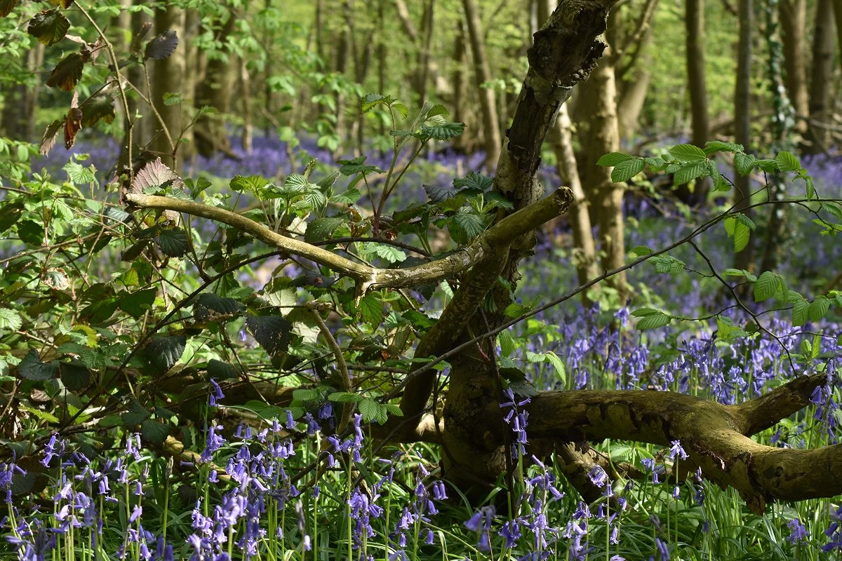 Make Room for Growth