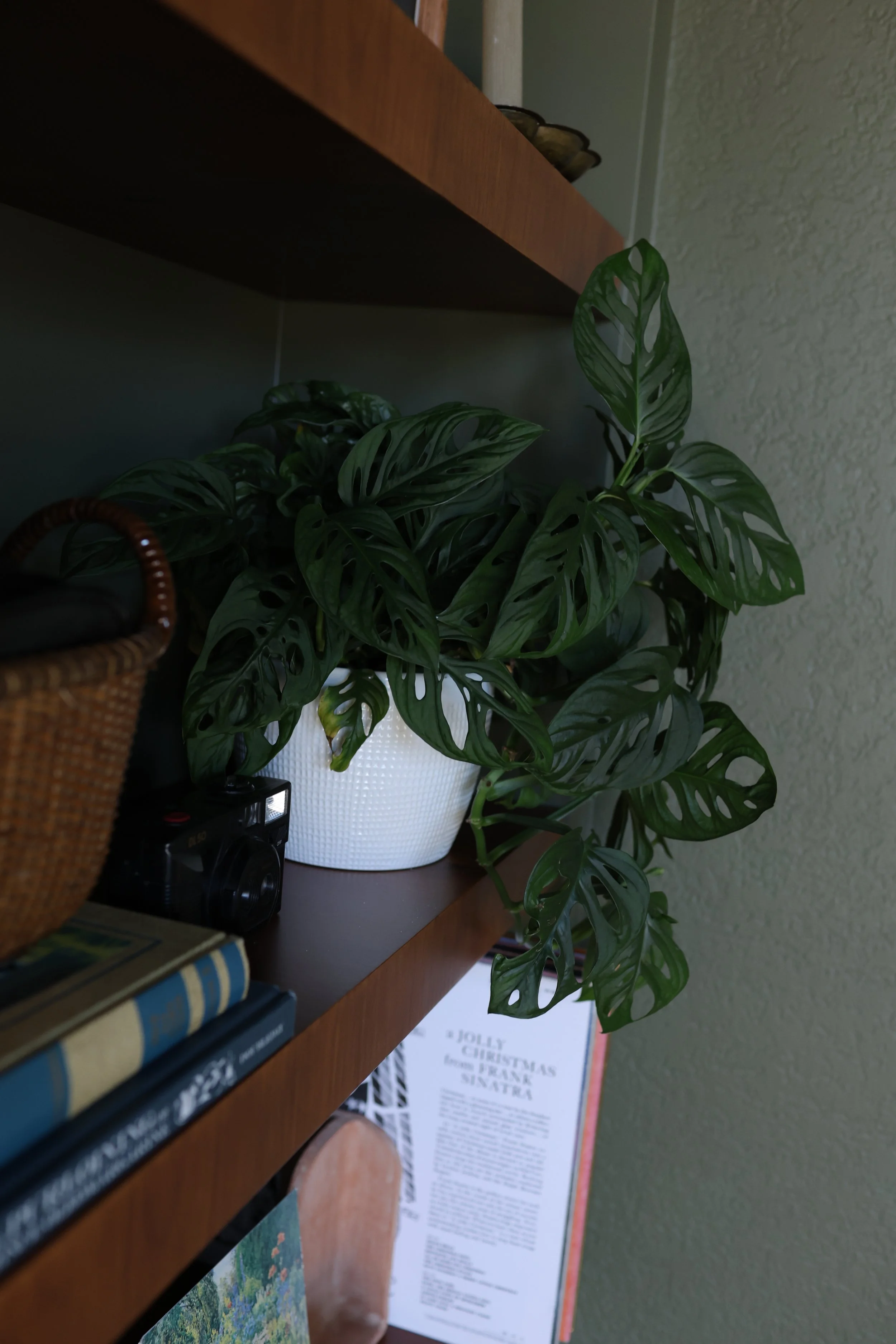 Houseplant with large, glossy, green, split leaves in a white textured pot on a wooden shelf