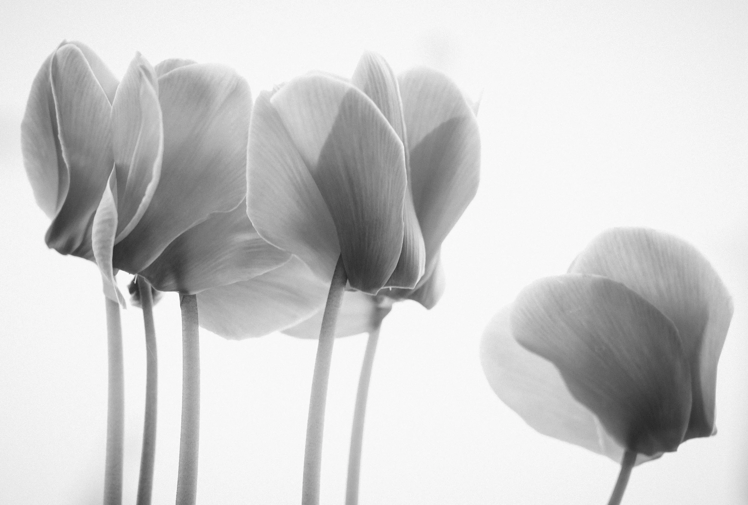 Flowers in Black and White. Sony A7CII - 24/50mm
