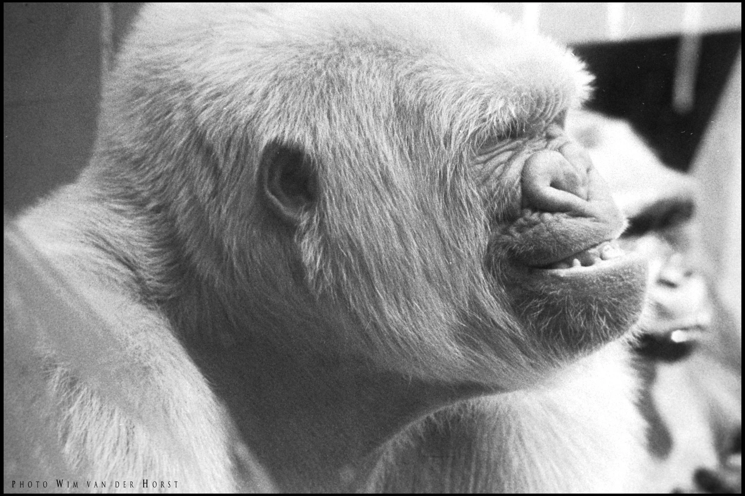 These two photographs of the albino gorilla at the Barcelona Zoo, captured in the early 1970s. The images offer a glimpse of one of the world’s most remarkable zoo animals, known for his rare appearance and international fame.