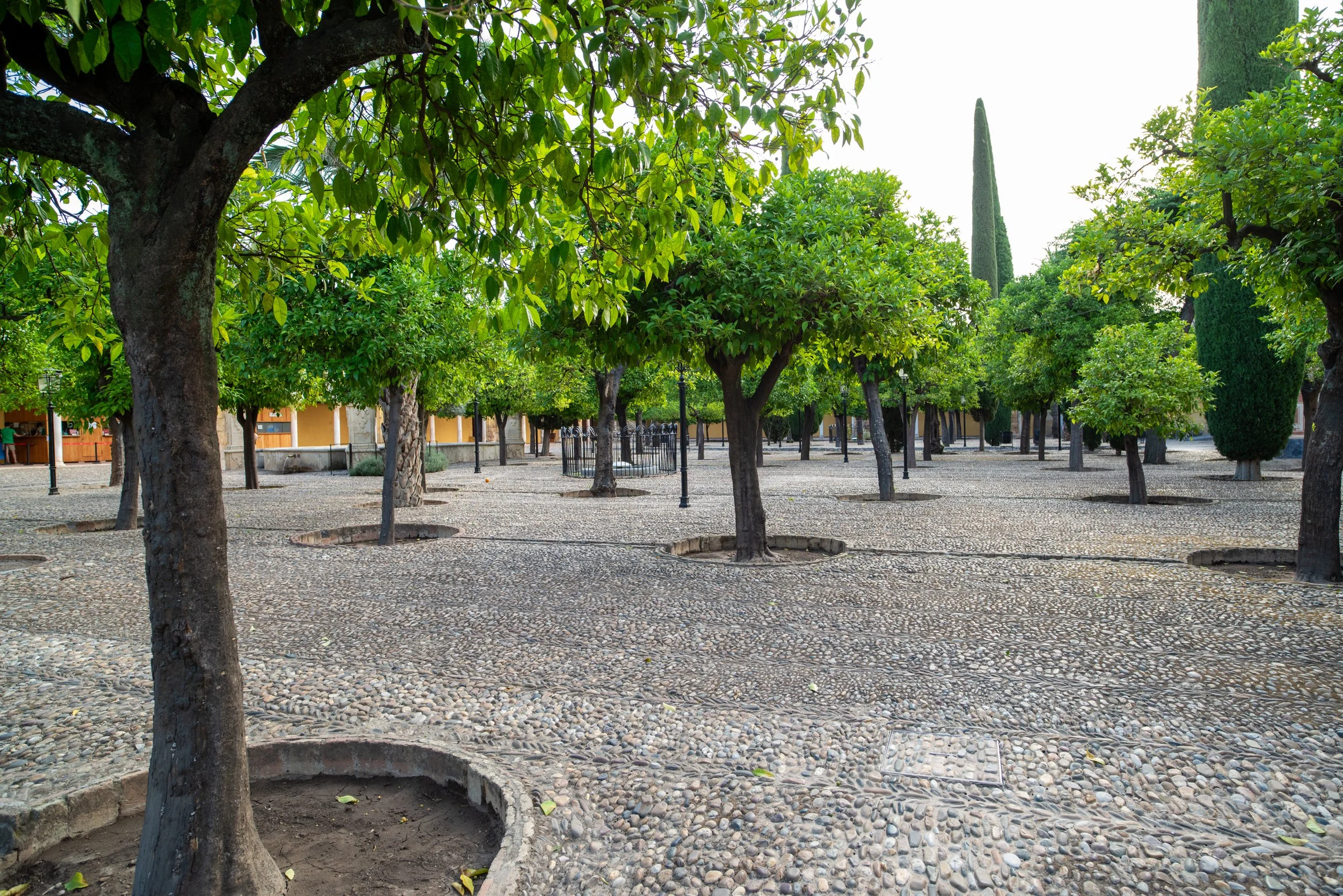 A courtyard with numerous small trees planted in circular beds, surrounded by a cobblestone ground, with some black lampposts and a yellow building in the background.