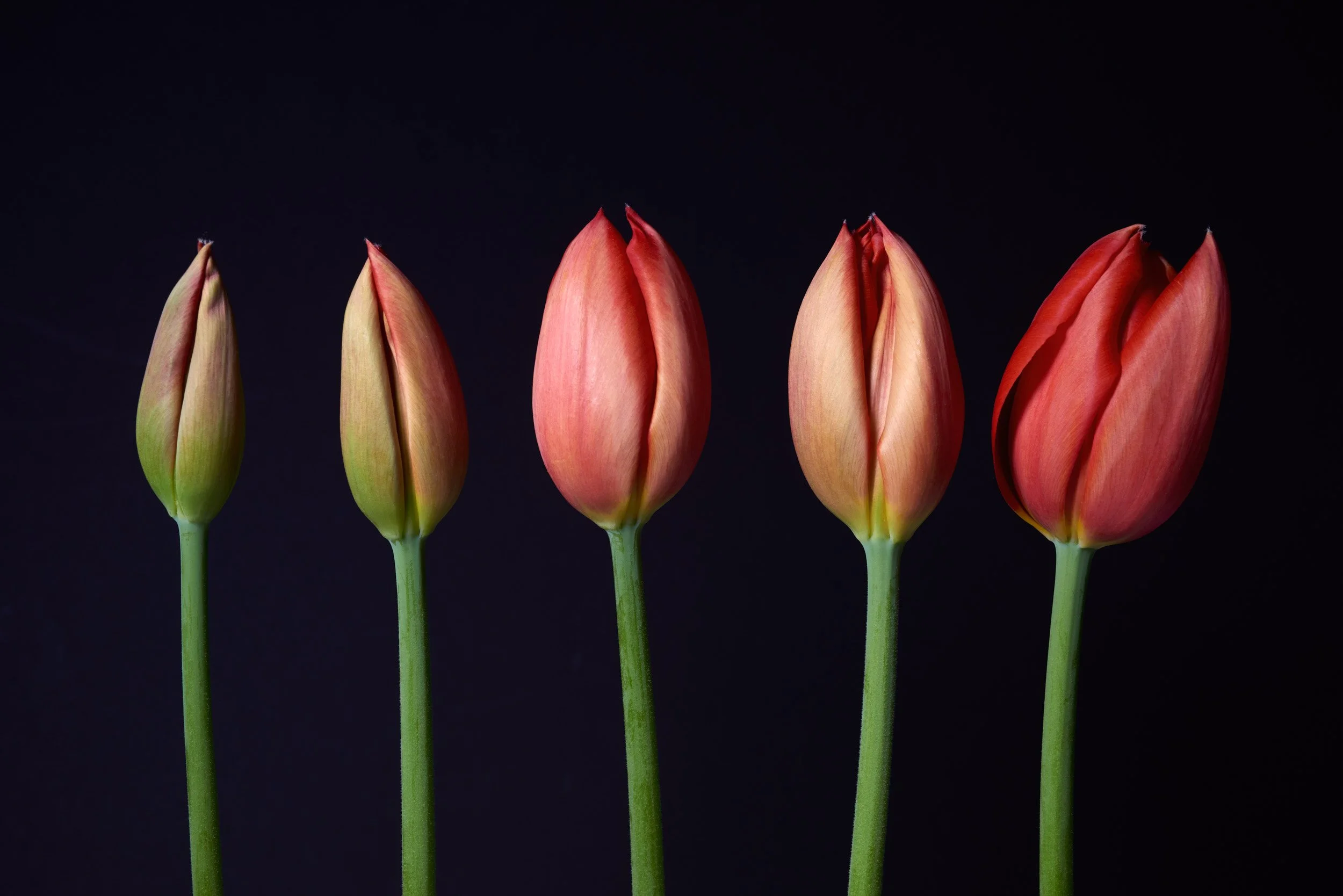 Five Tulips. Nikon D800 - 60mm.
